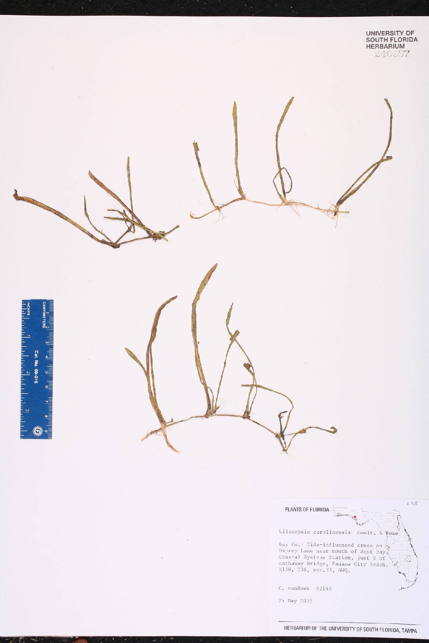 Lilaeopsis carolinensis image