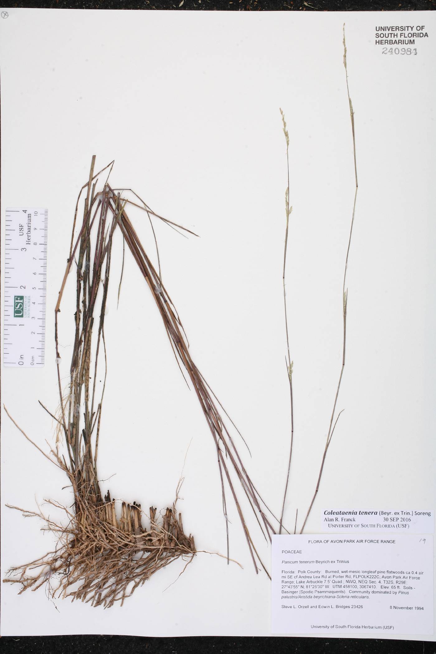 Coleataenia tenera image