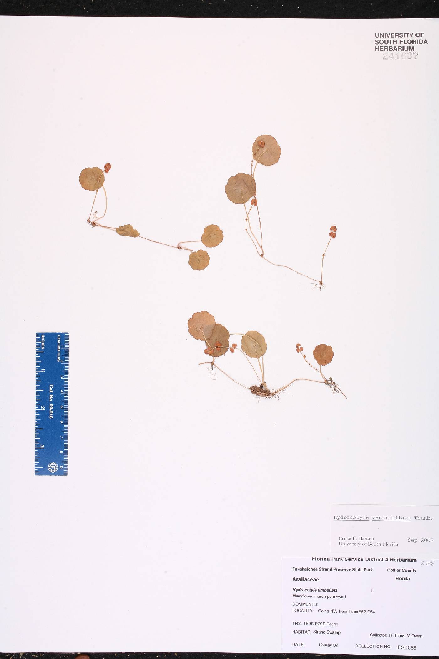 Hydrocotyle verticillata var. verticillata image