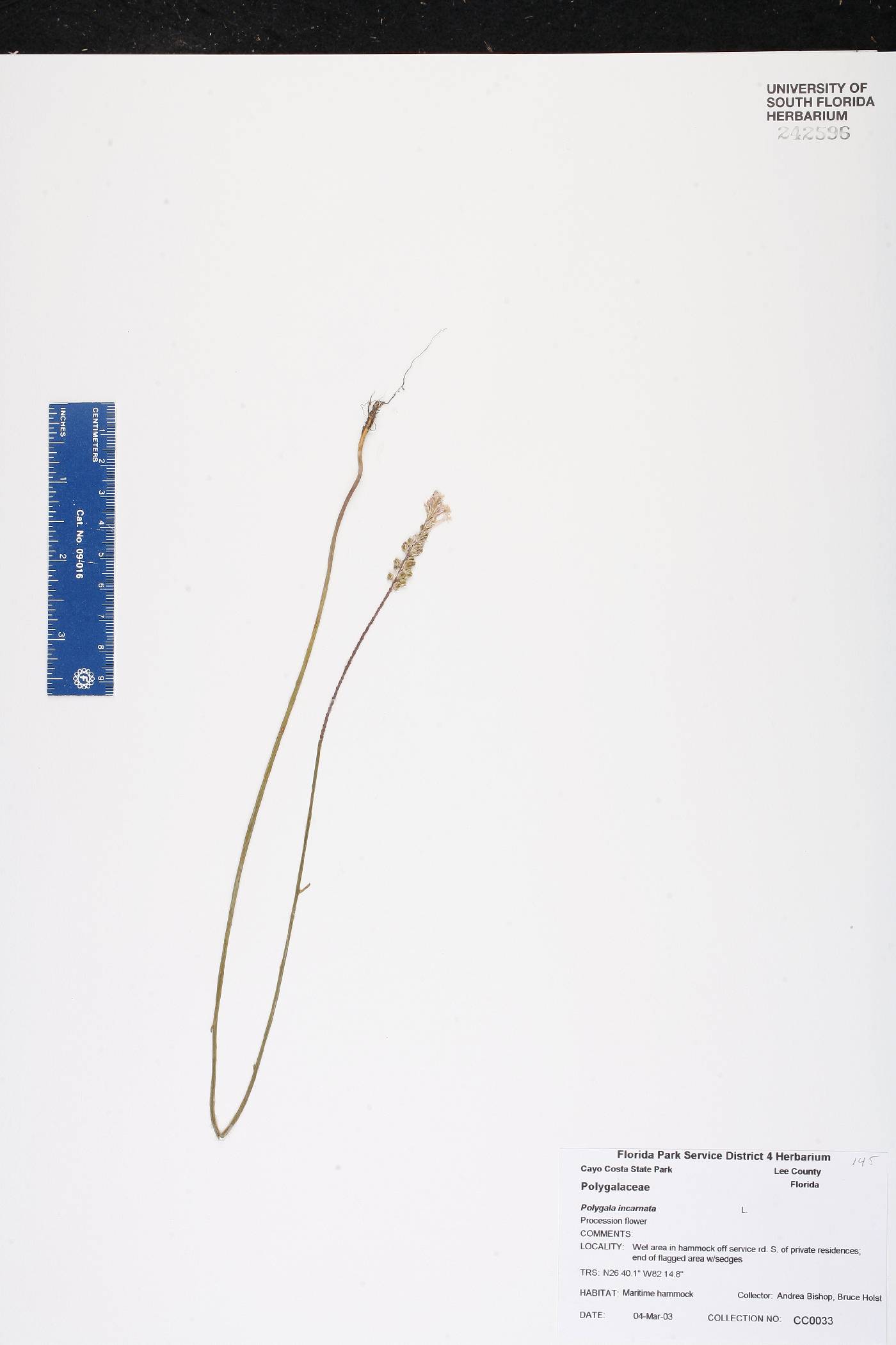 Polygala incarnata image