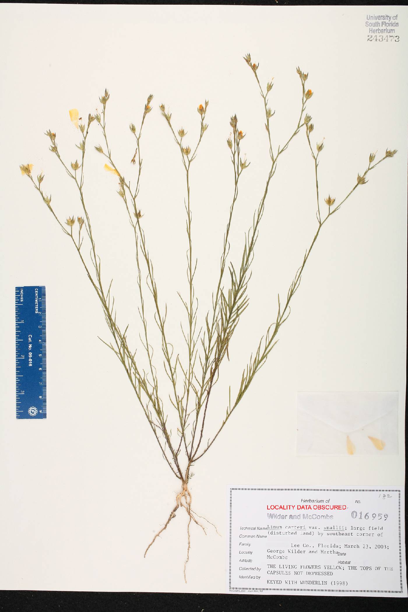 Linum carteri var. smallii image