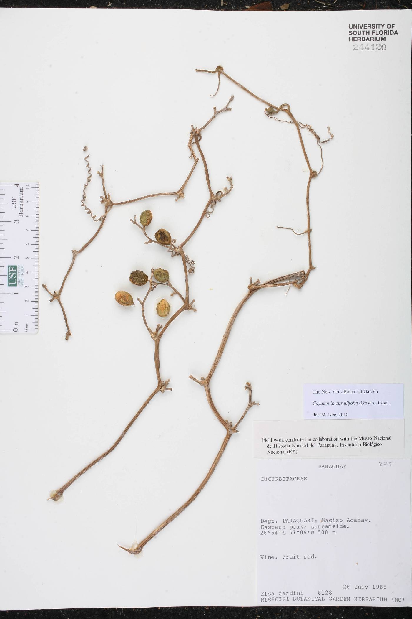 Cayaponia citrullifolia image