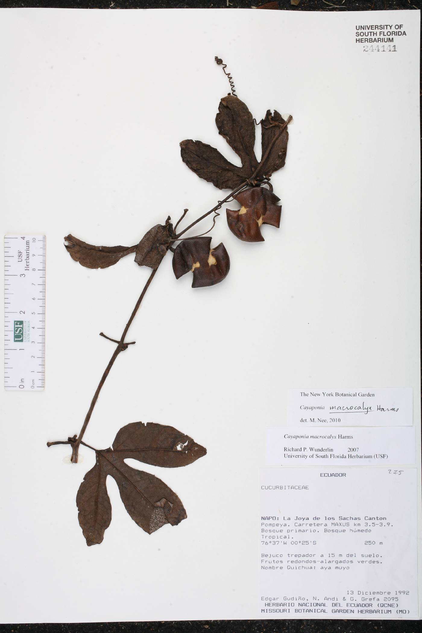 Cayaponia macrocalyx image