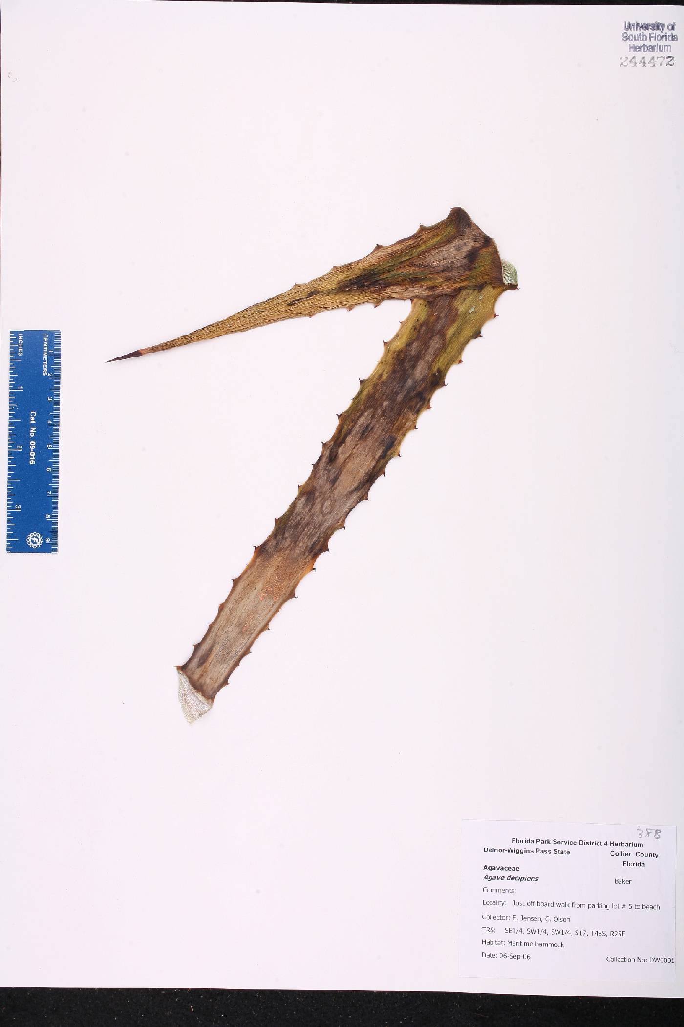 Agave decipiens image