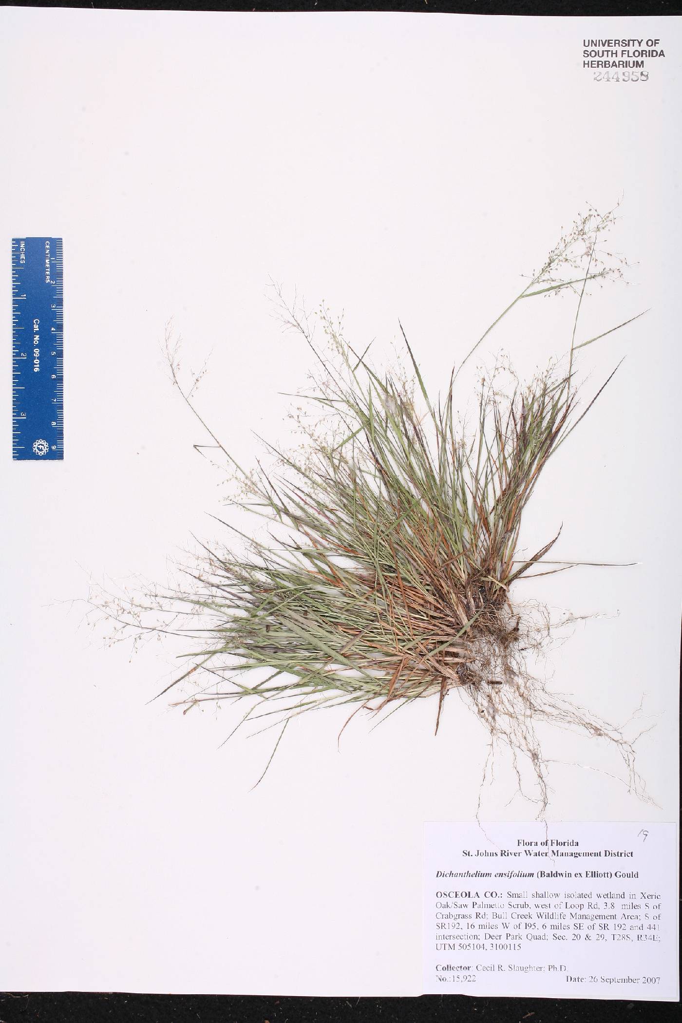 Dichanthelium ensifolium var. ensifolium image