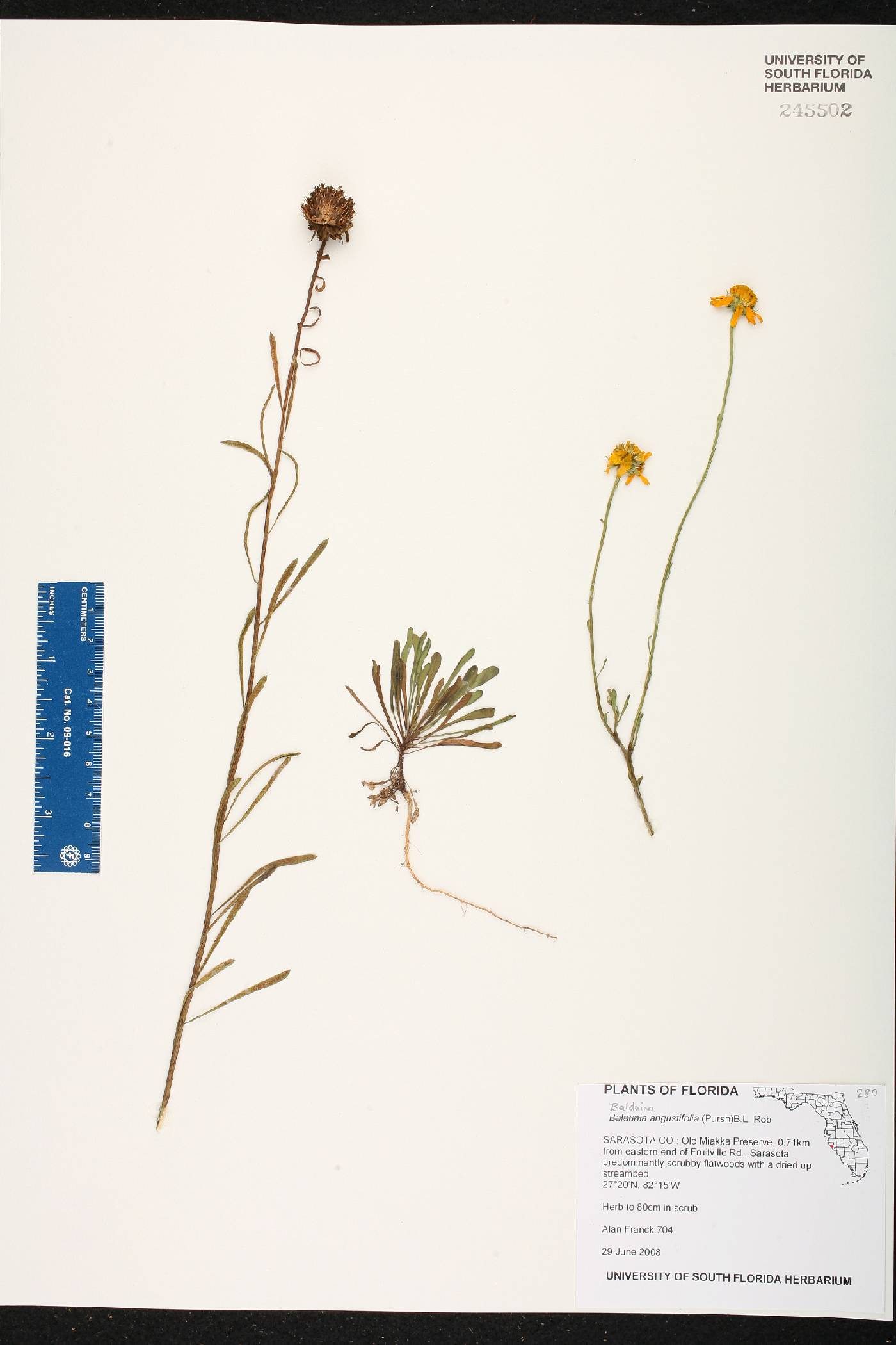 Balduina angustifolia image