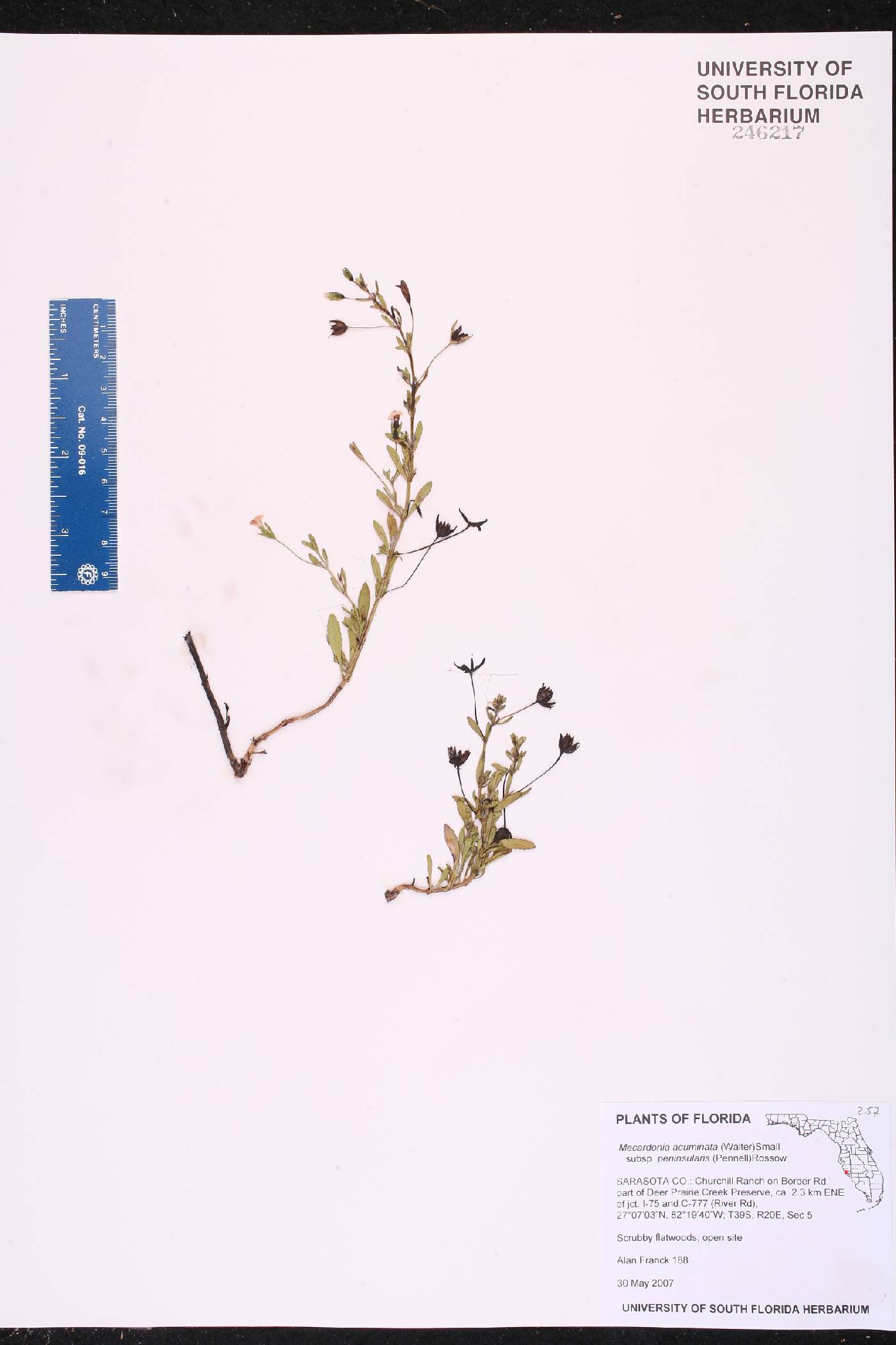 Mecardonia acuminata var. peninsularis image