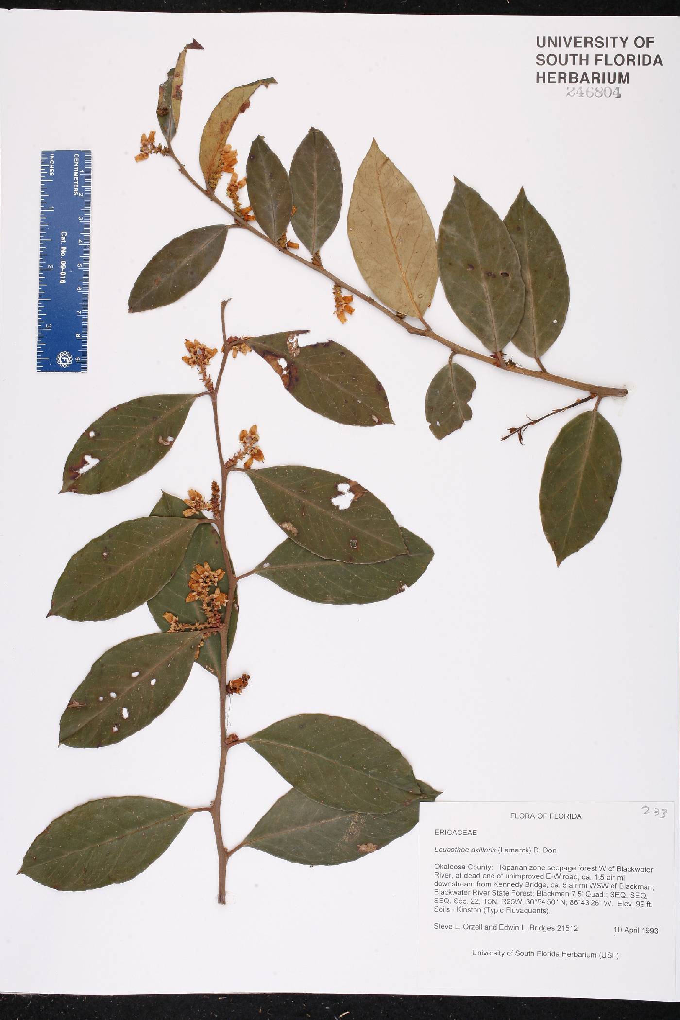 Leucothoe axillaris image