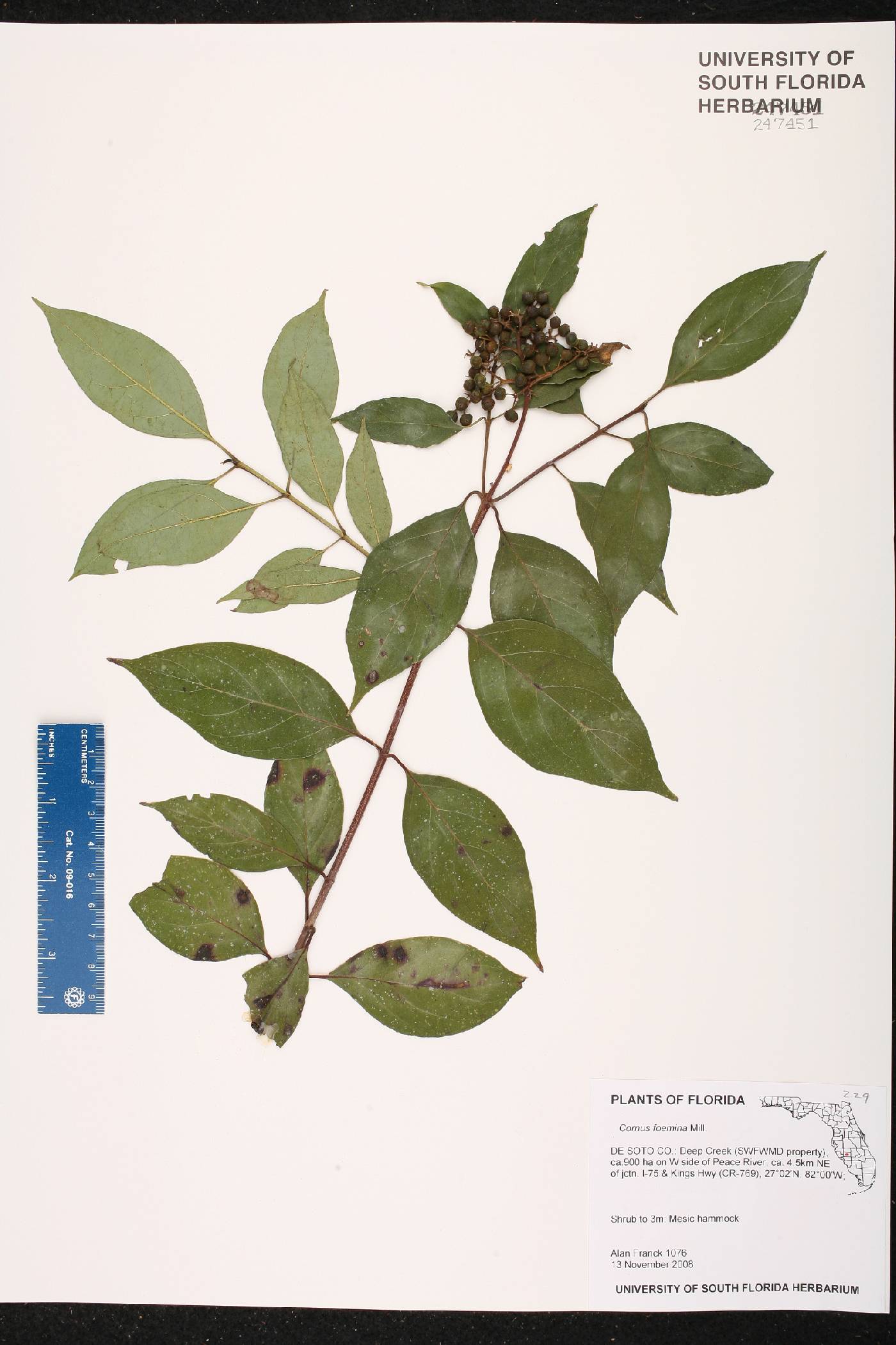 Cornus foemina image