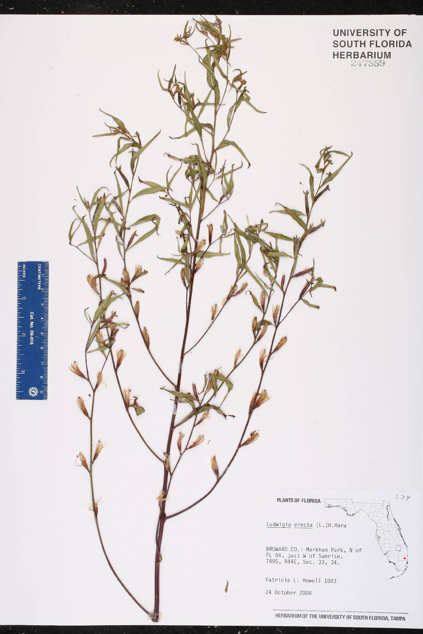 Ludwigia erecta image