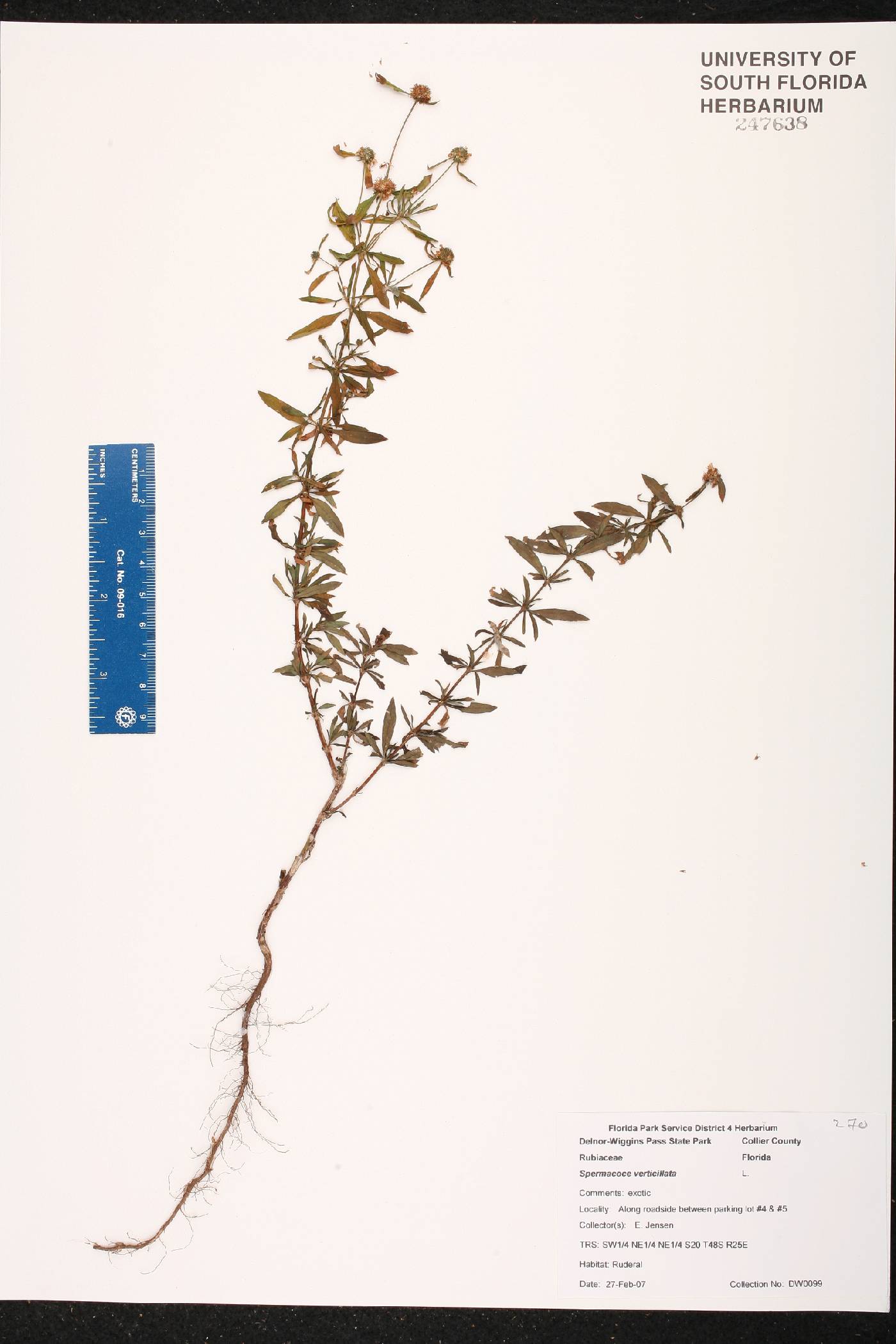 Spermacoce verticillata image