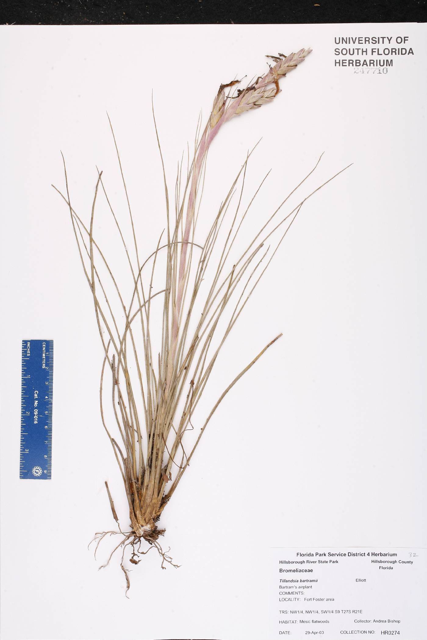 Tillandsia bartramii image