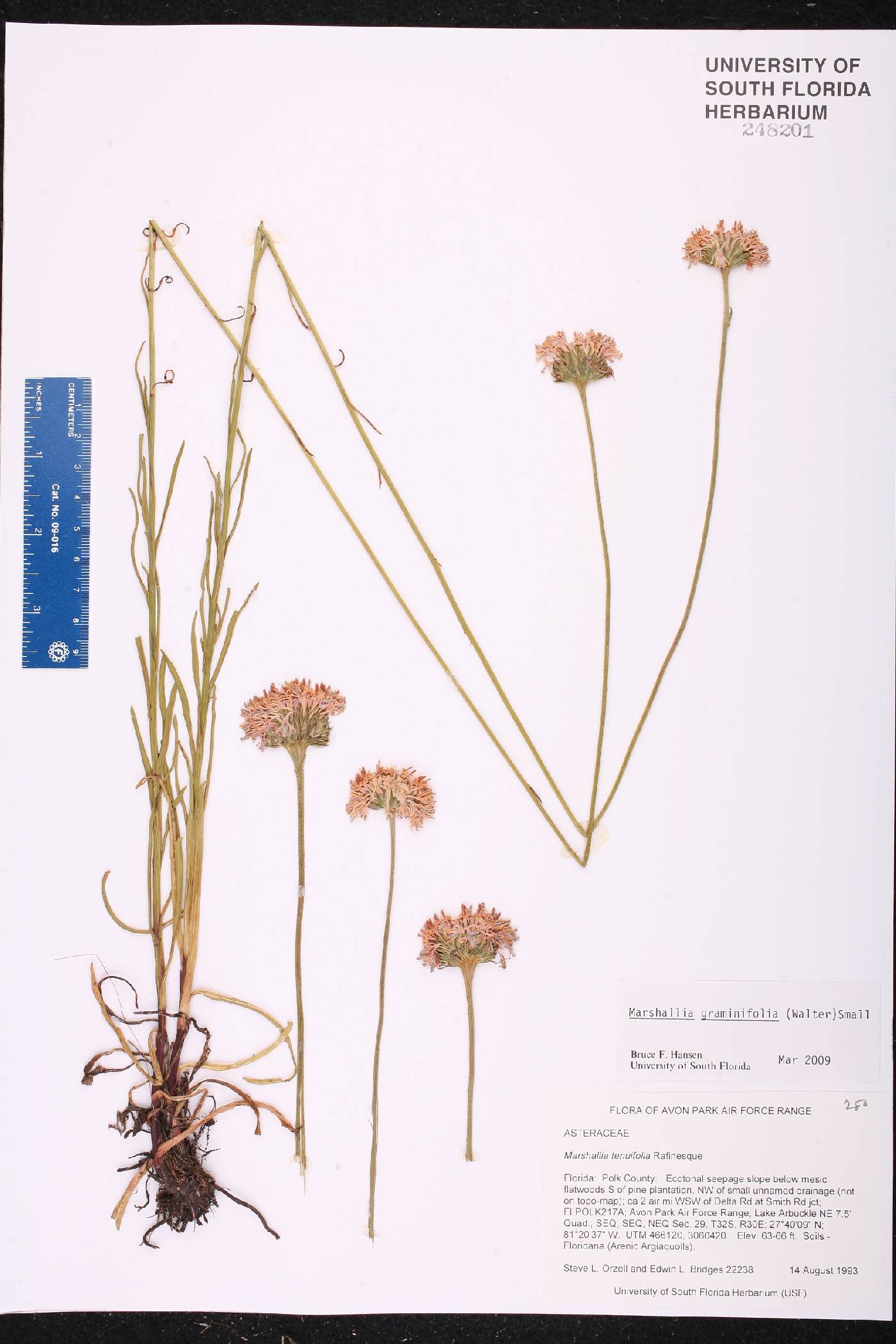 Marshallia graminifolia image