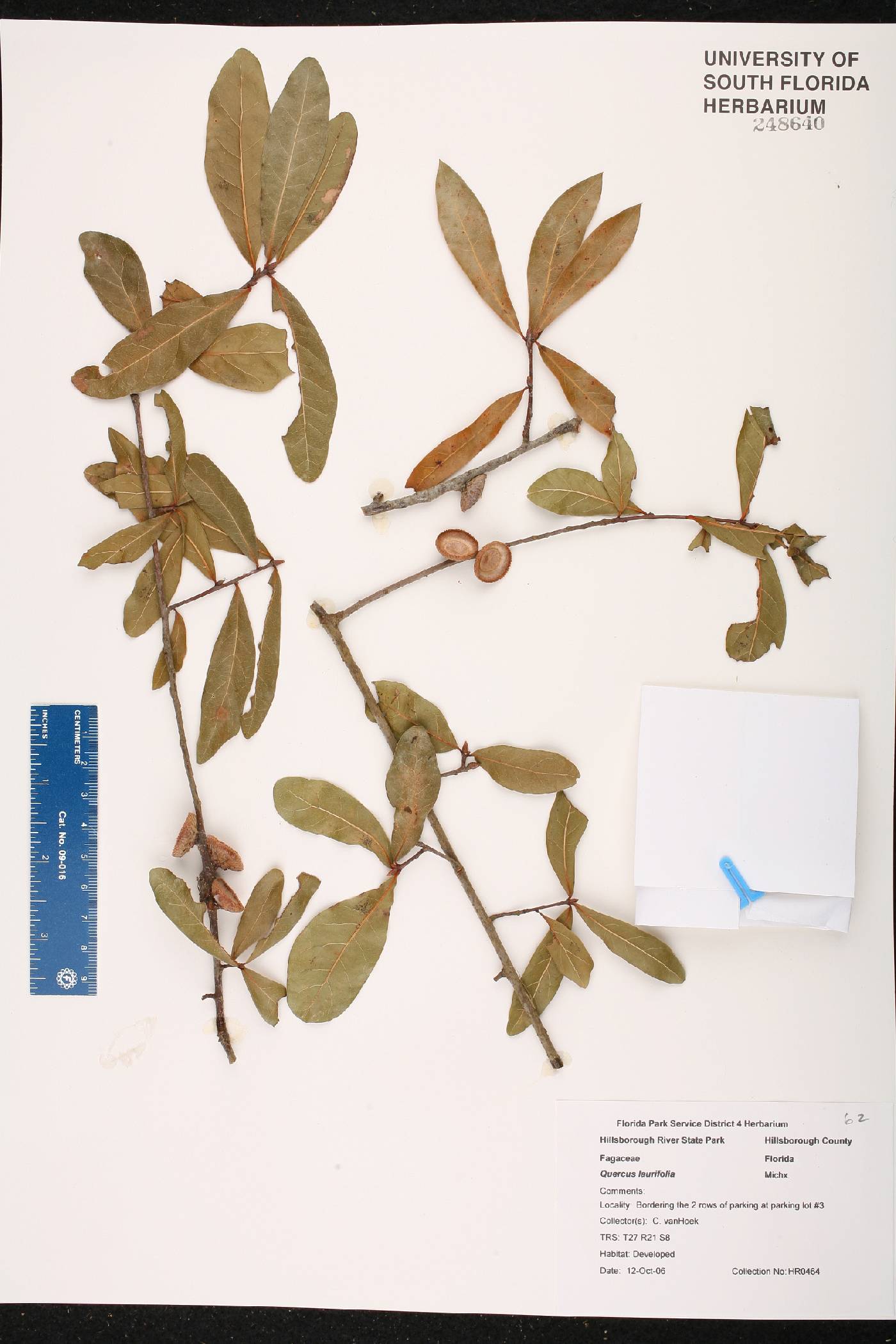 Quercus laurifolia image