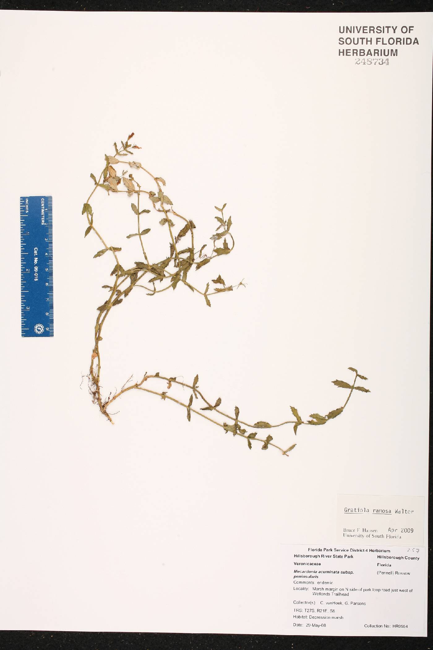 Gratiola ramosa image