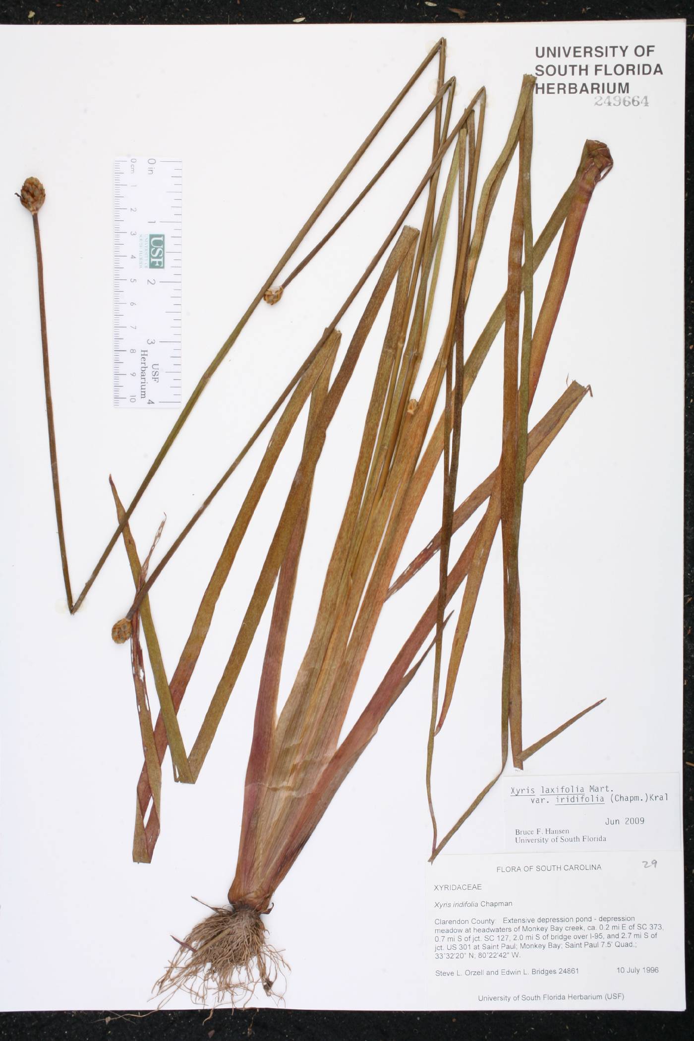 Xyris laxifolia var. iridifolia image