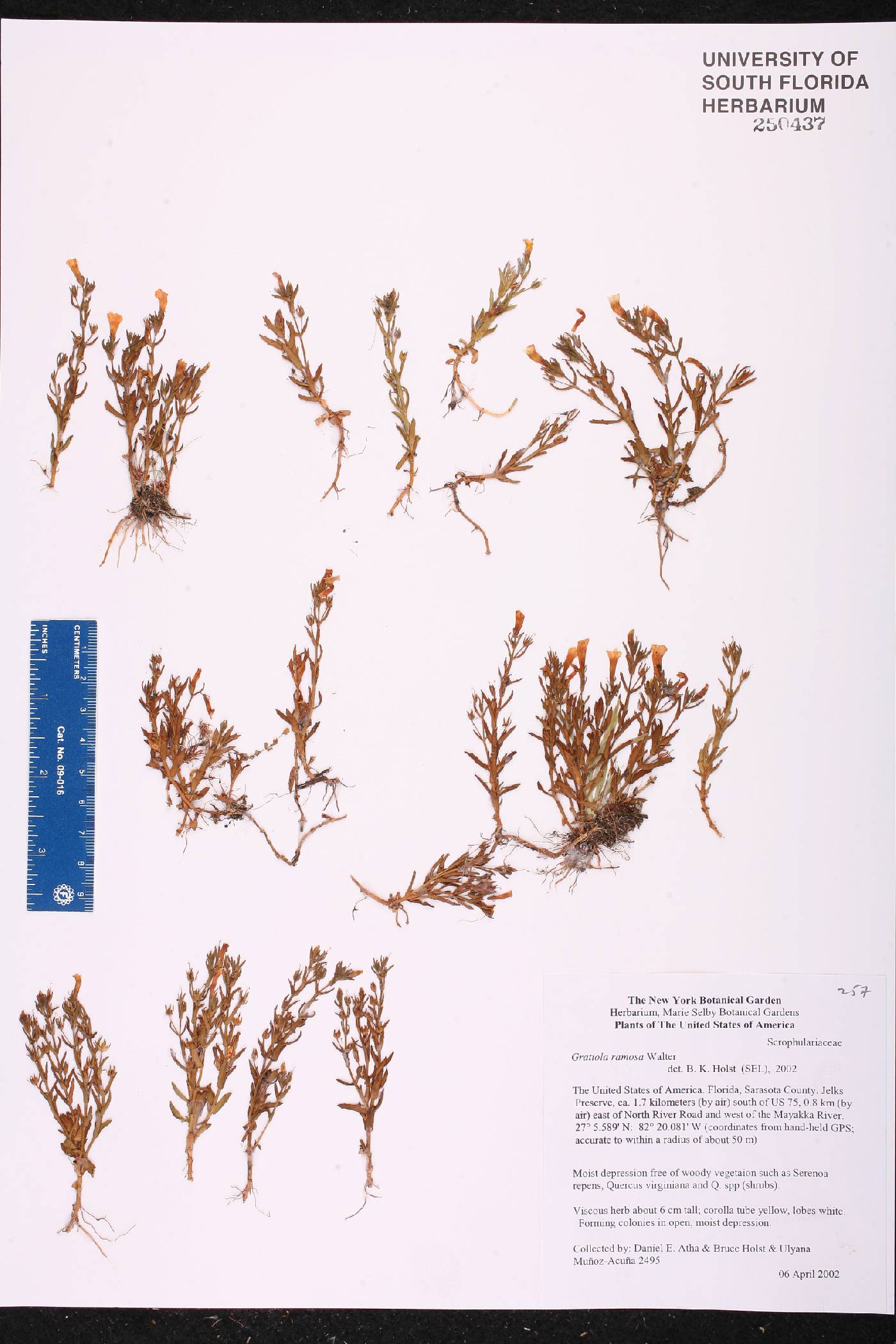 Gratiola ramosa image