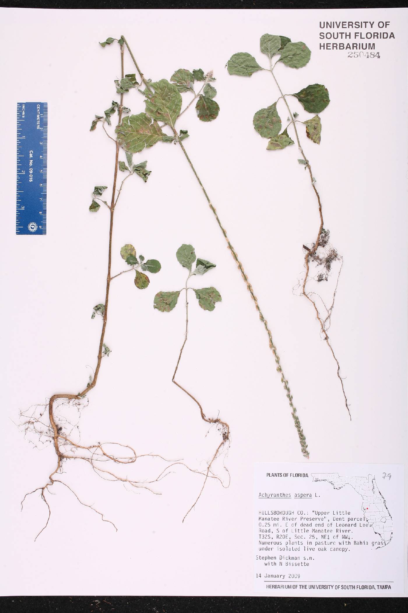 Achyranthes aspera var. aspera image
