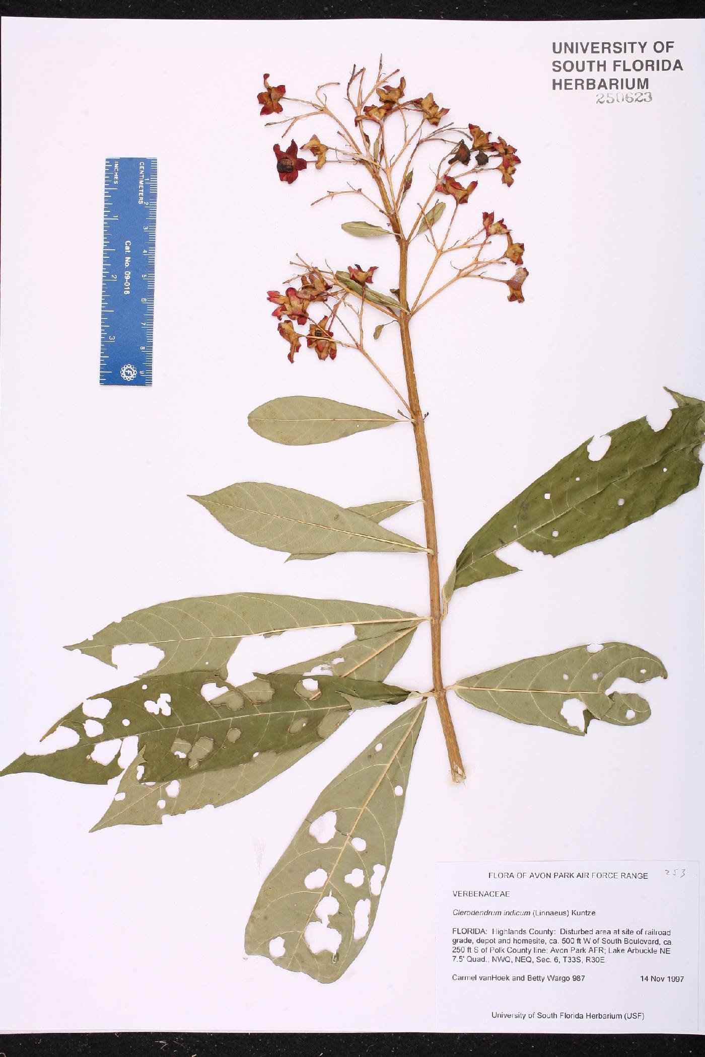 Clerodendrum indicum image