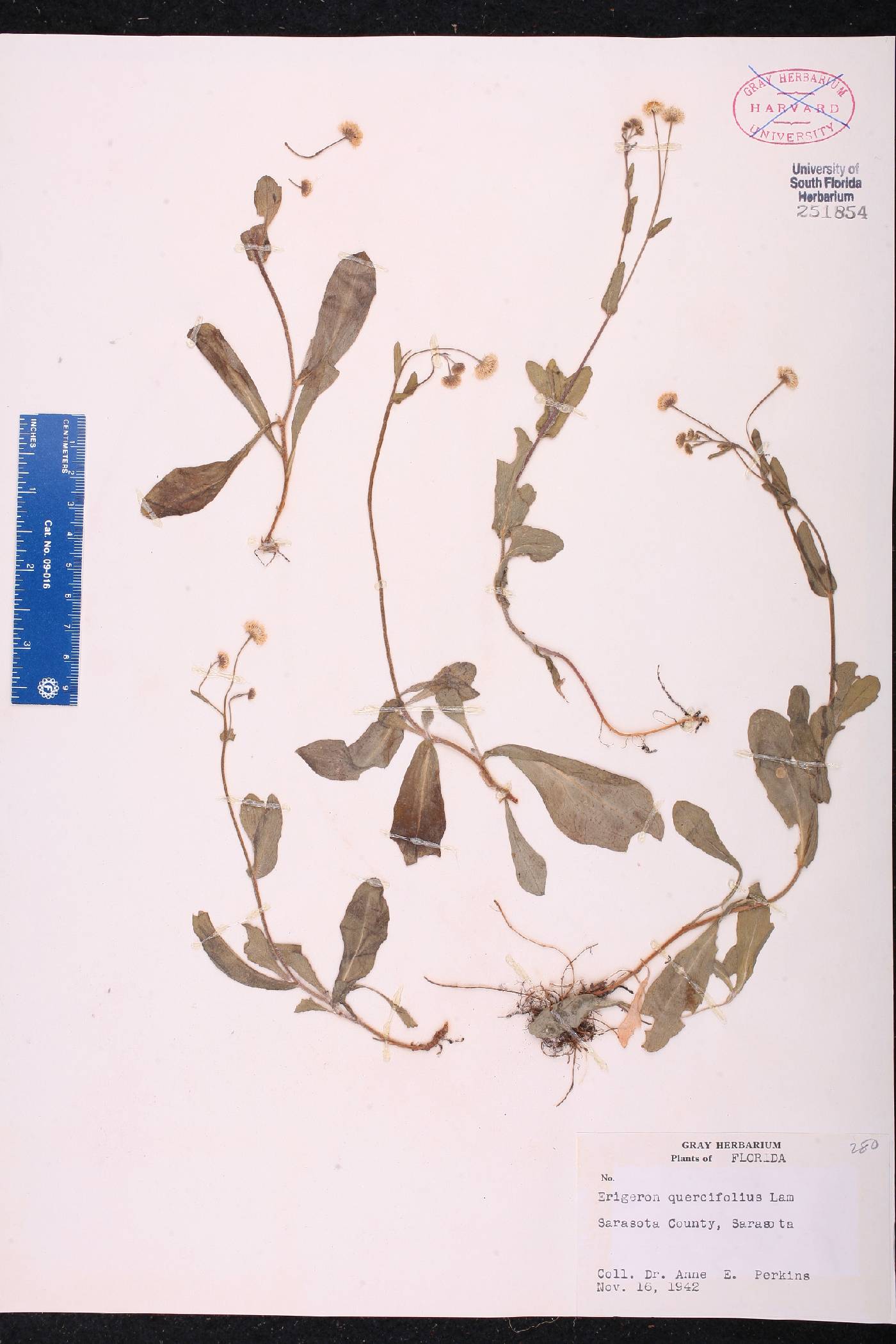 Erigeron quercifolius image