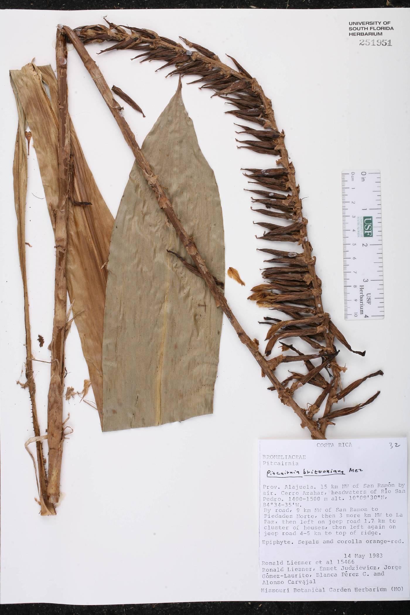 Pitcairnia brittoniana image