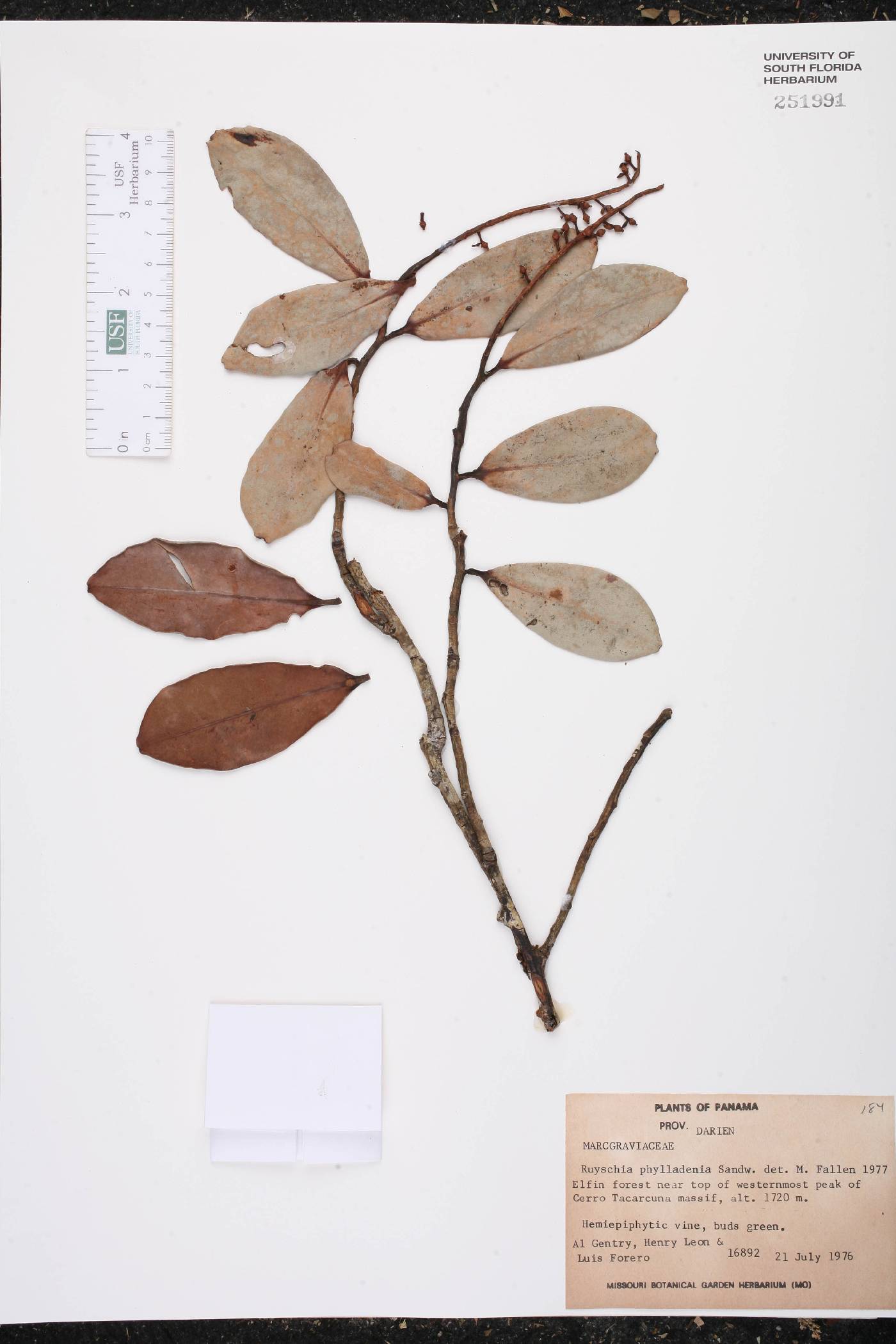 Ruyschia image