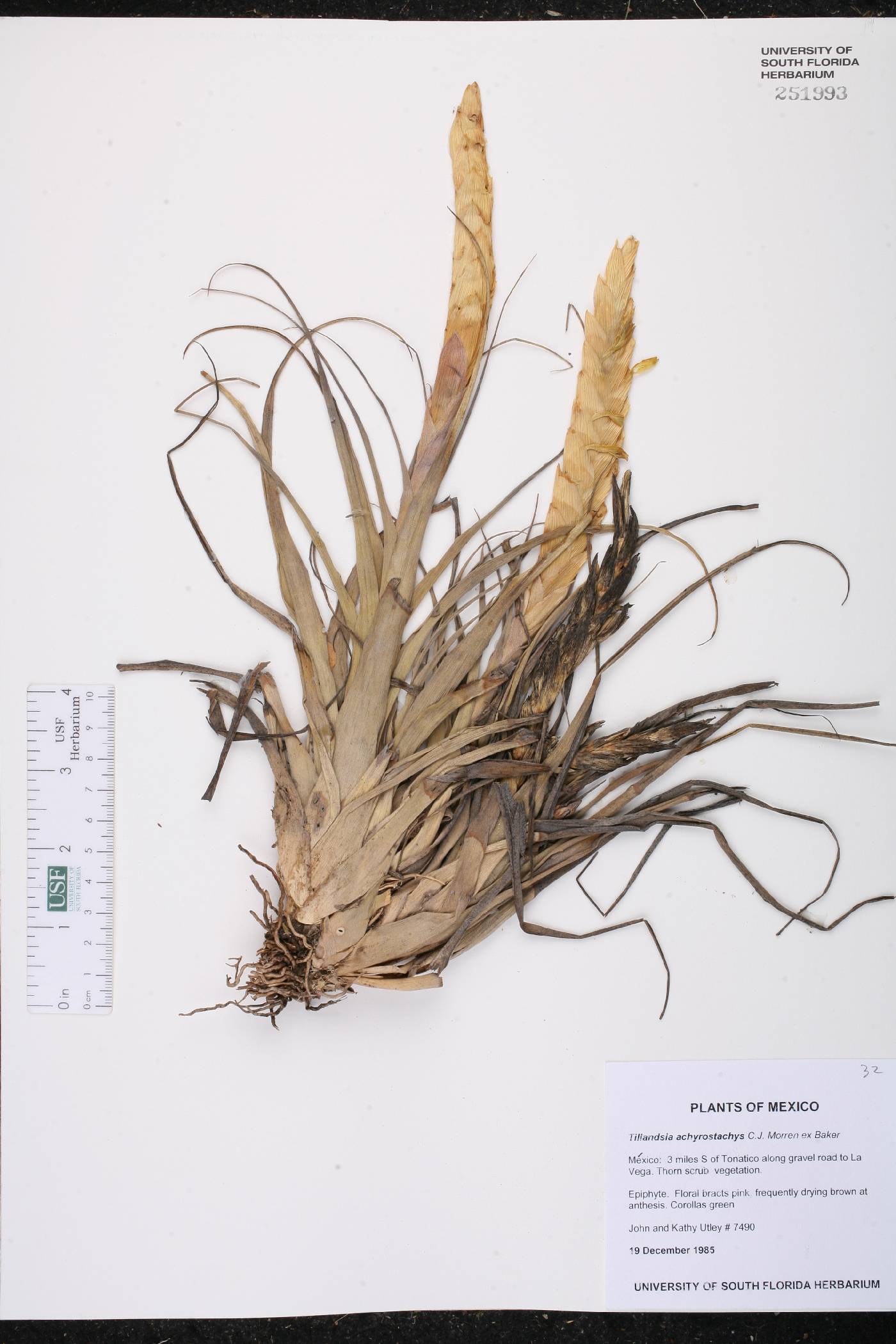 Tillandsia achyrostachys image