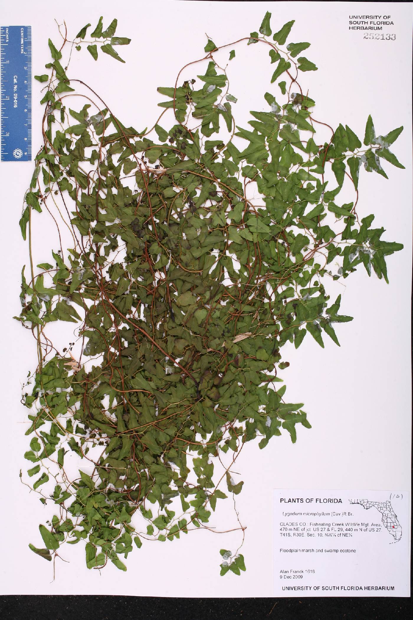 Lygodium microphyllum image