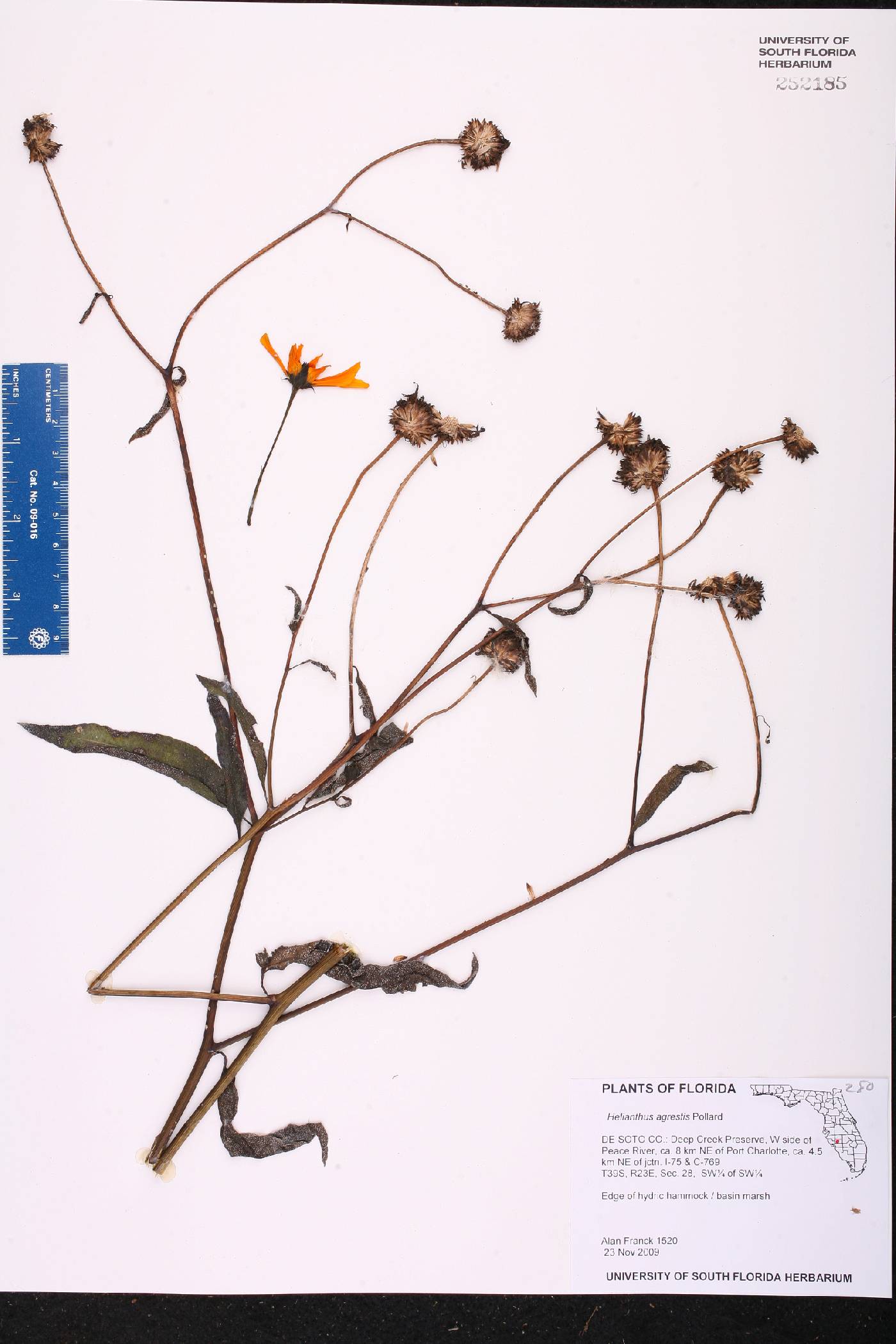 Helianthus agrestis image
