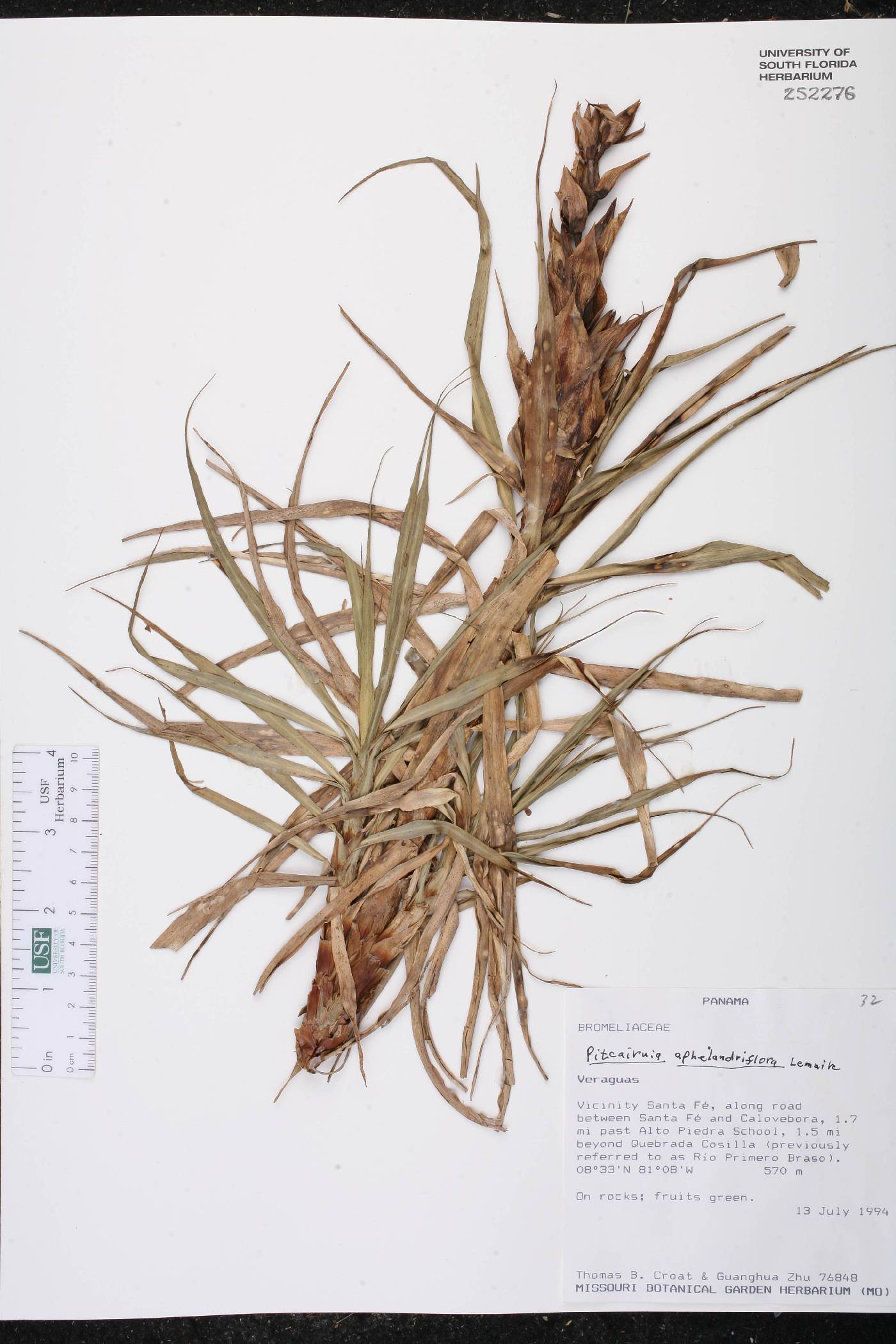 Pitcairnia aphelandriflora image