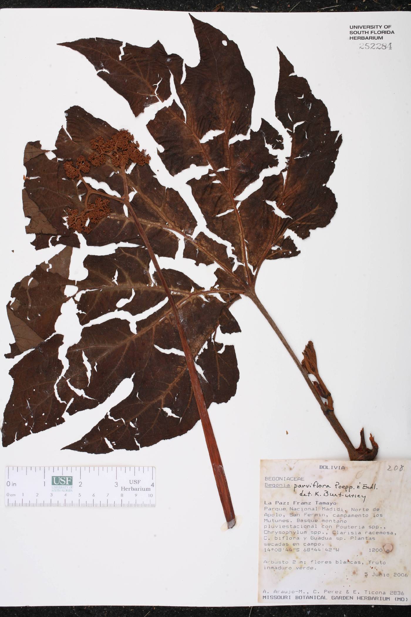 Begonia parviflora image