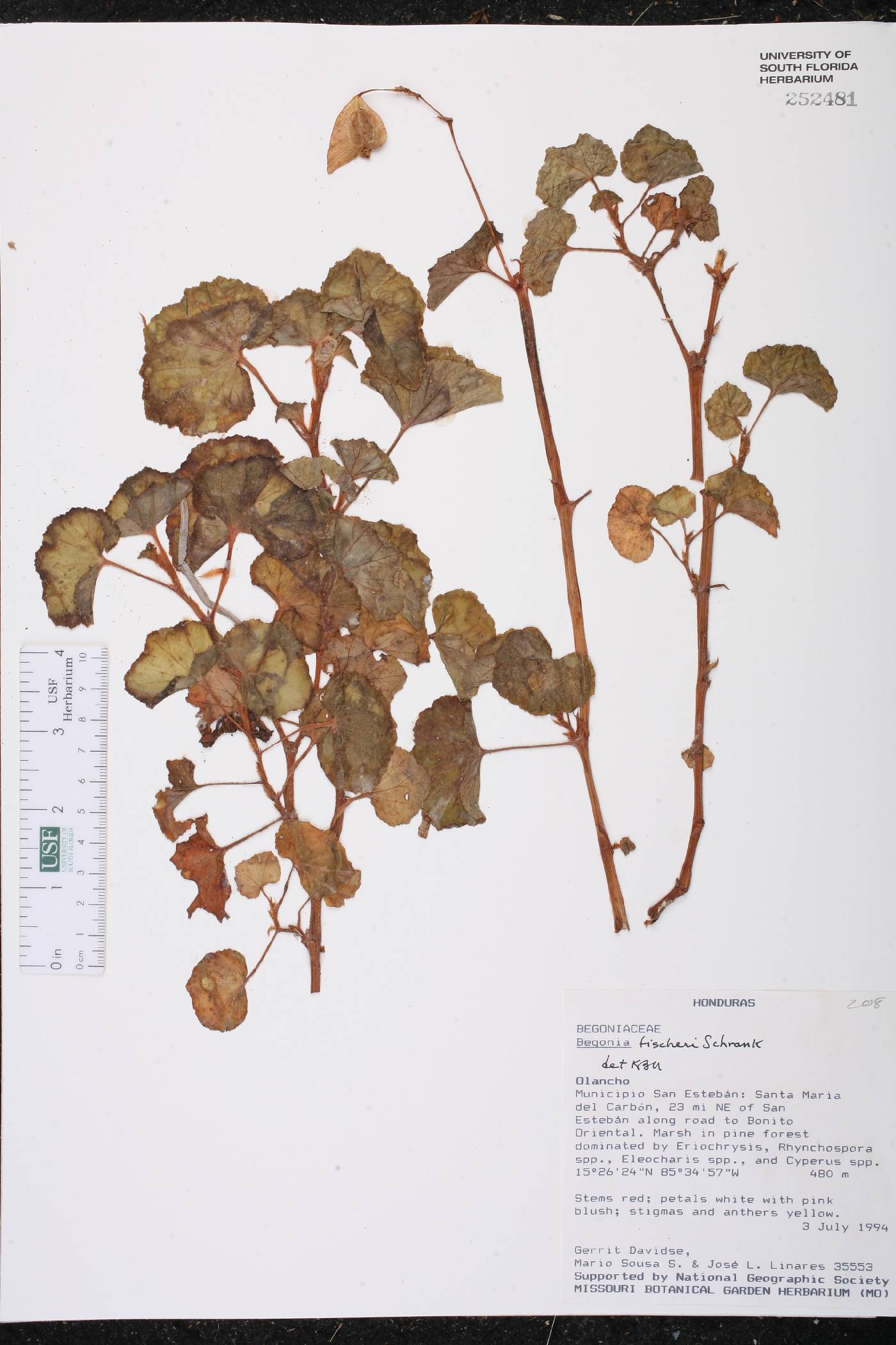 Begonia fischeri image