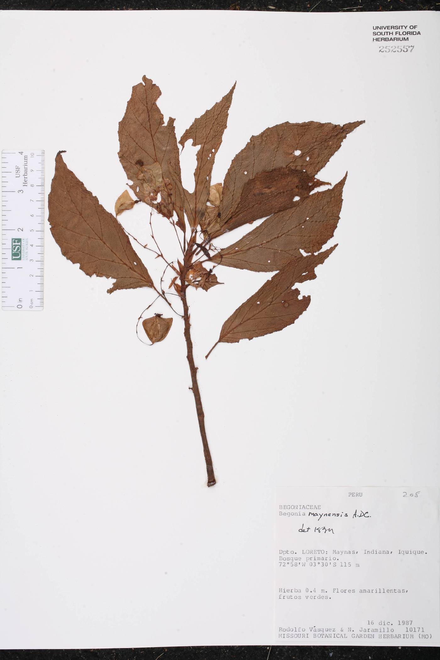 Begonia maynensis image