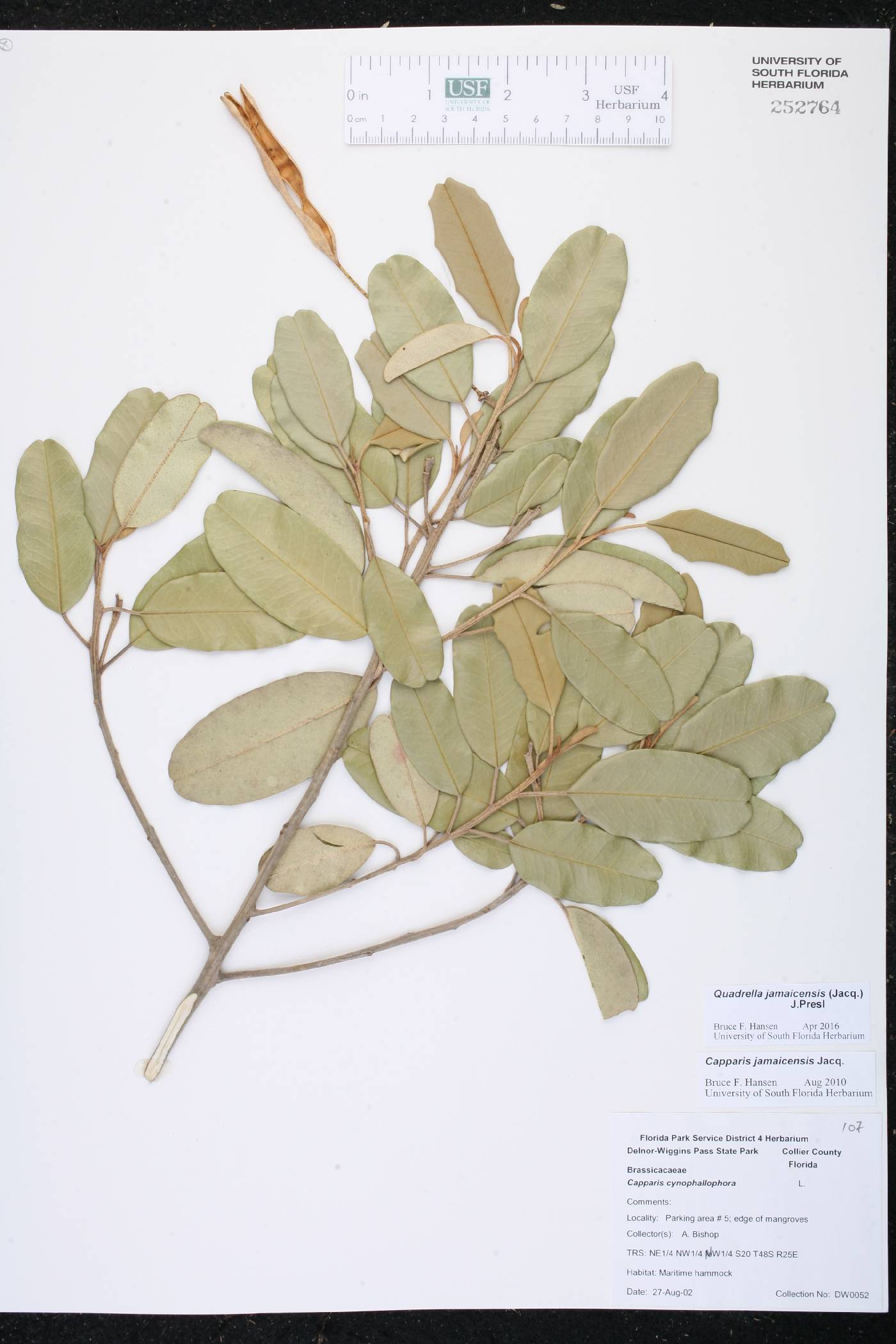 Quadrella jamaicensis image