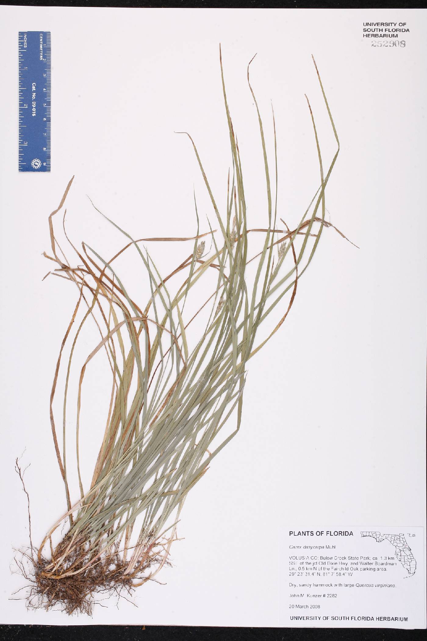 Carex dasycarpa image