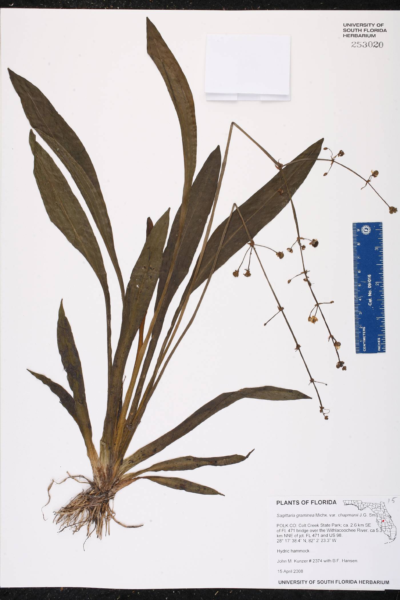 Sagittaria graminea var. chapmanii image