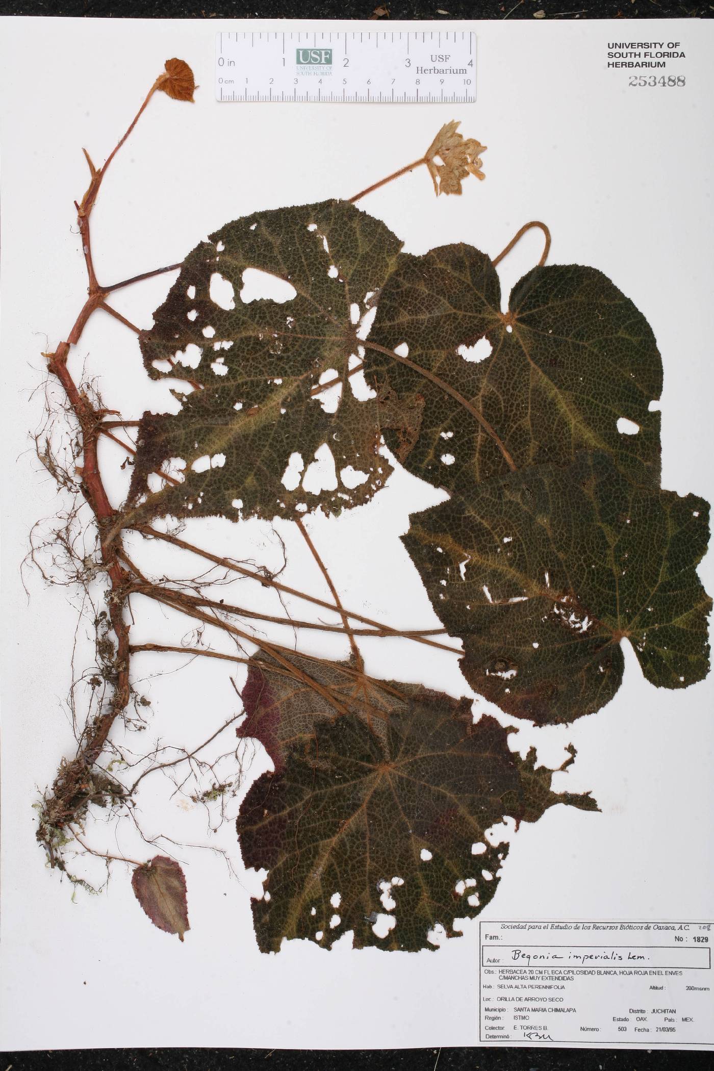 Begonia imperialis image
