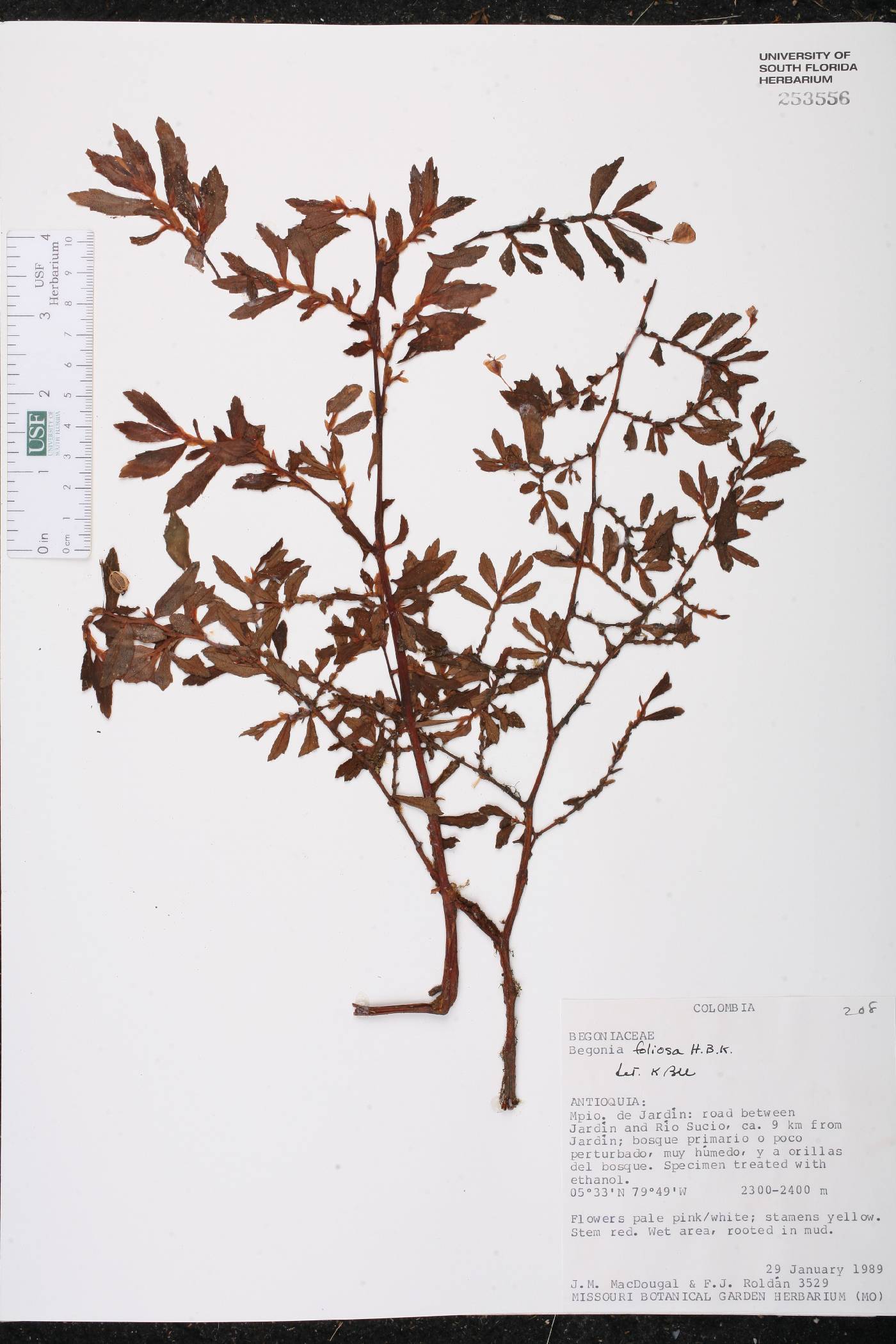 Begonia foliosa image