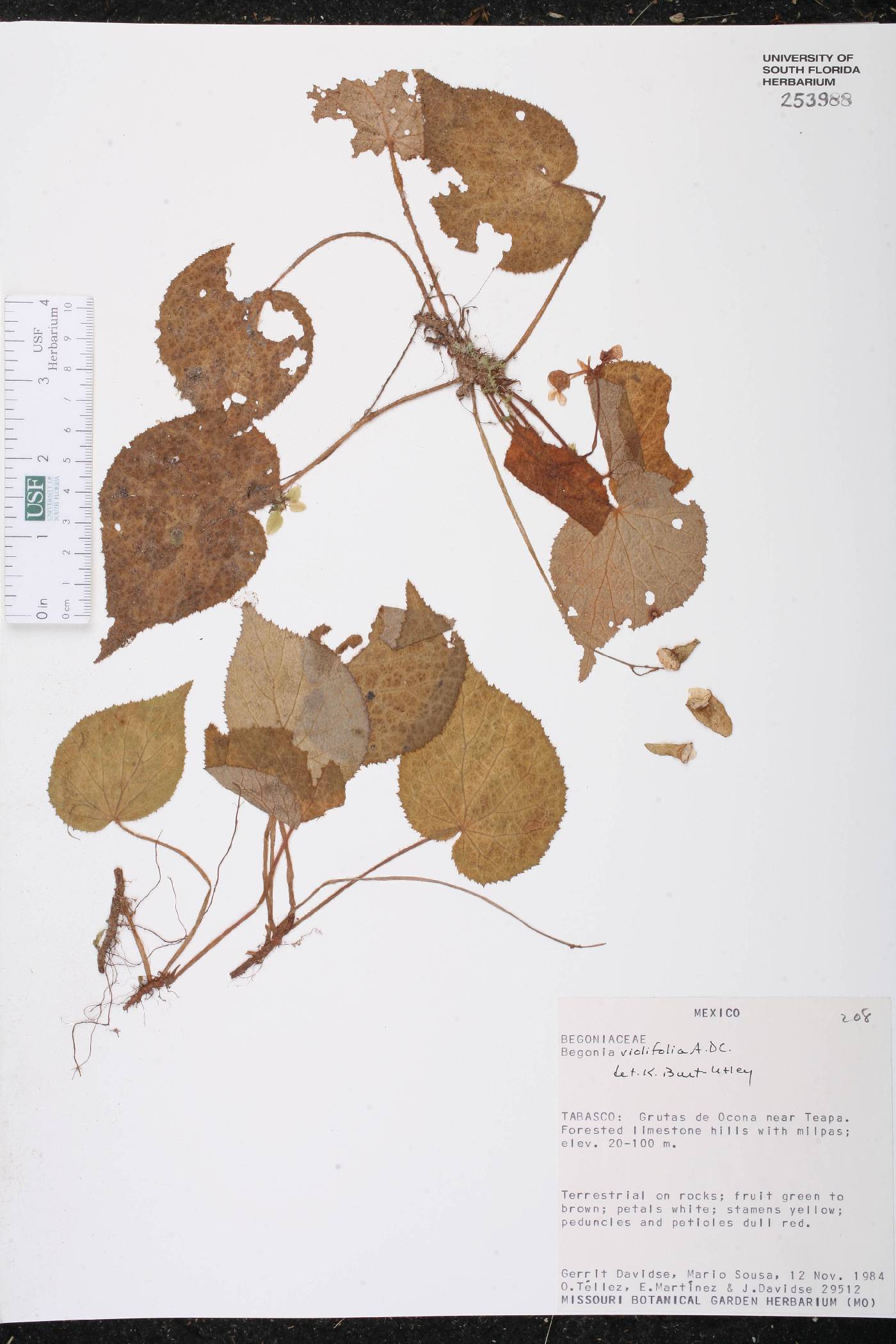 Begonia violifolia image