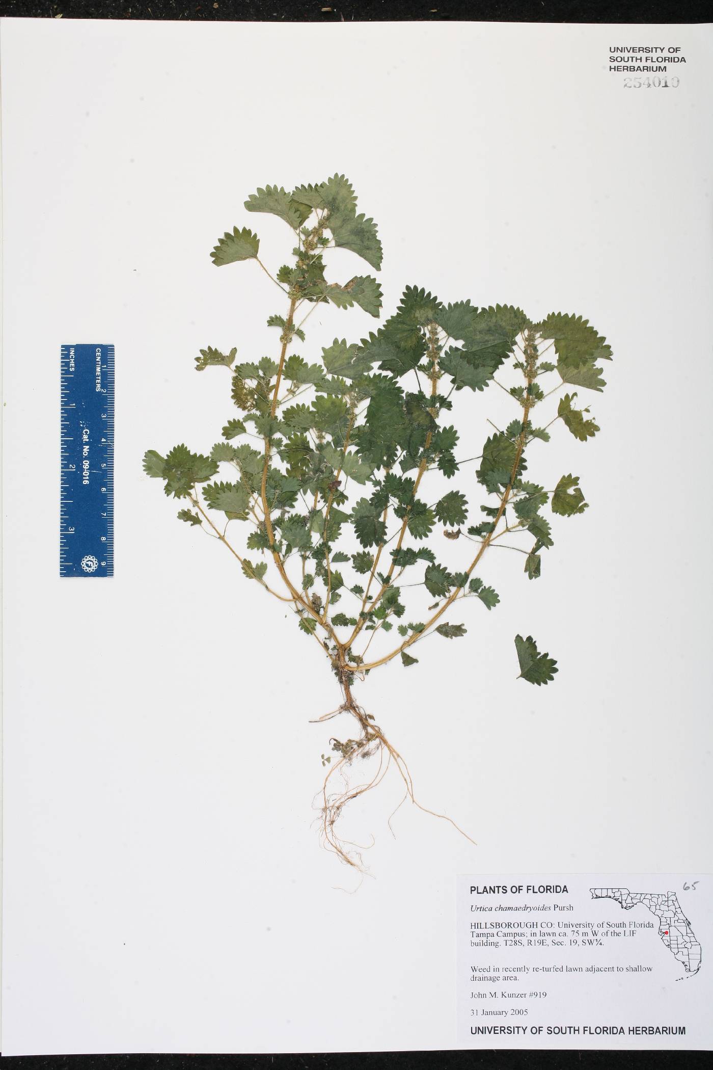 Urtica chamaedryoides image