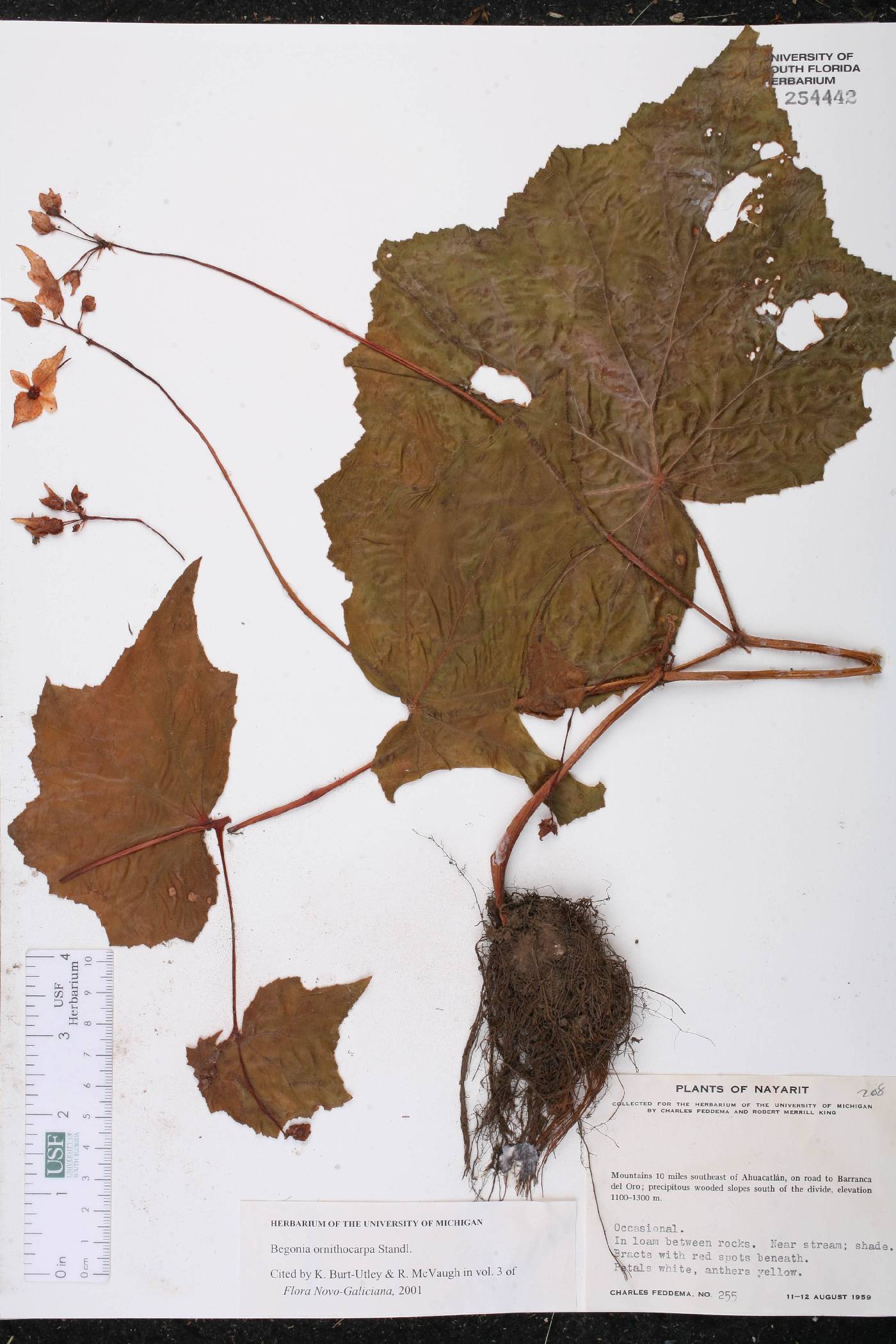 Begonia ornithocarpa image