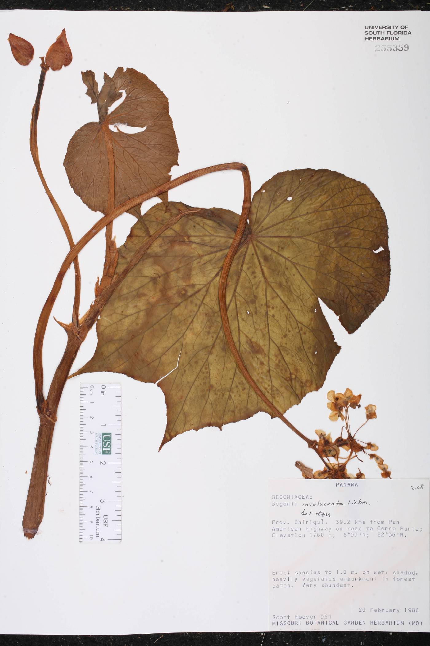 Begonia involucrata image