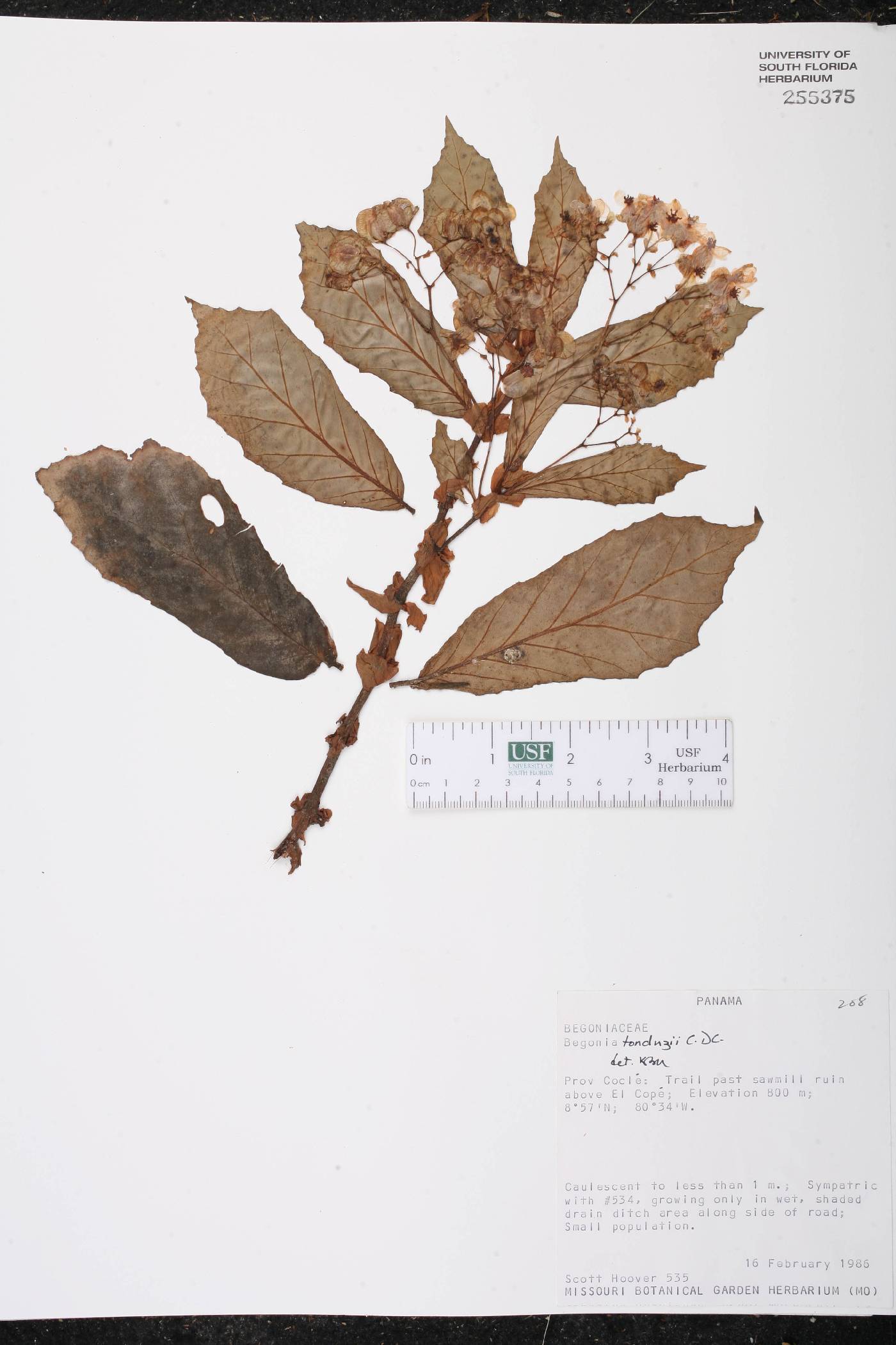 Begonia tonduzii image