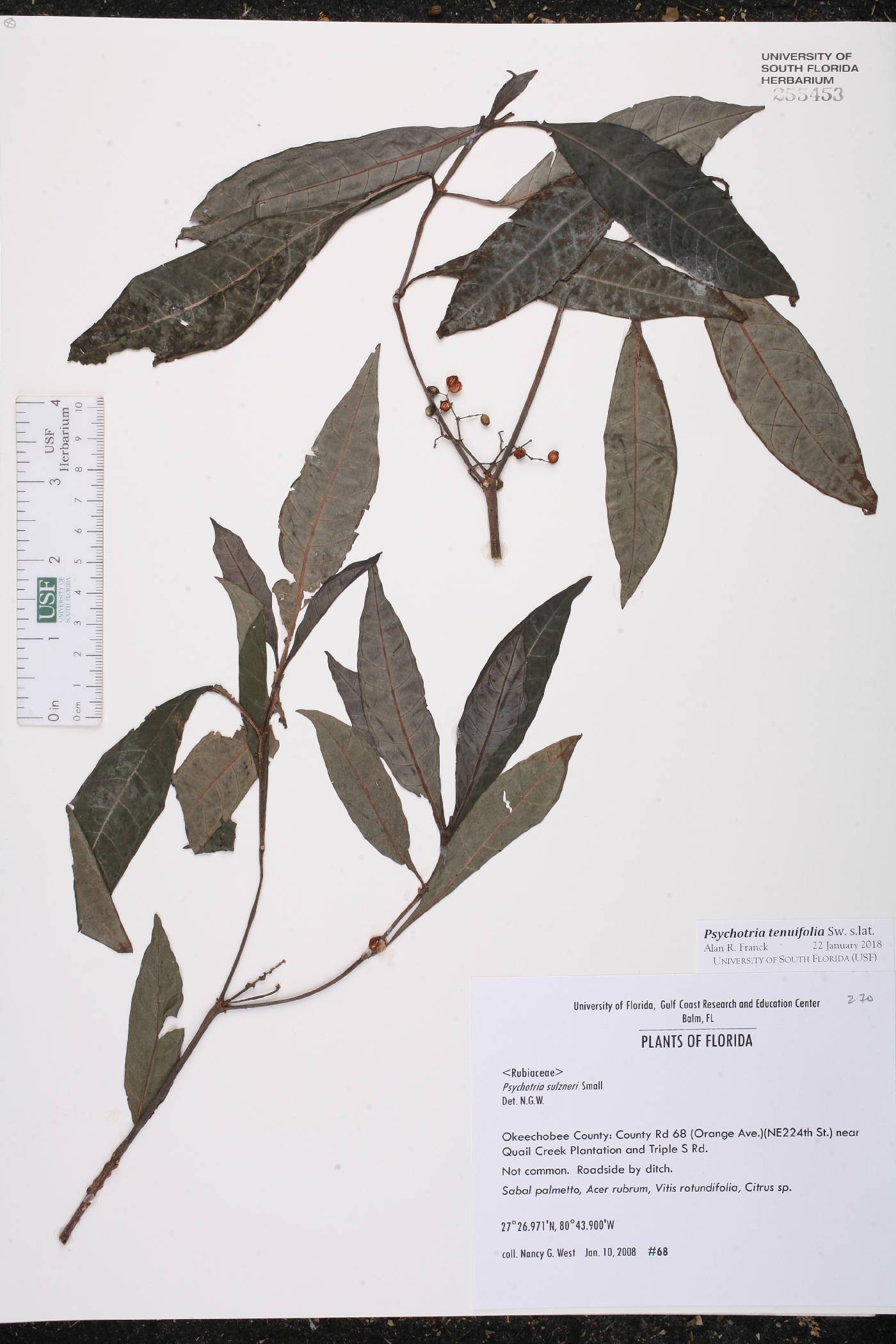 Psychotria tenuifolia image