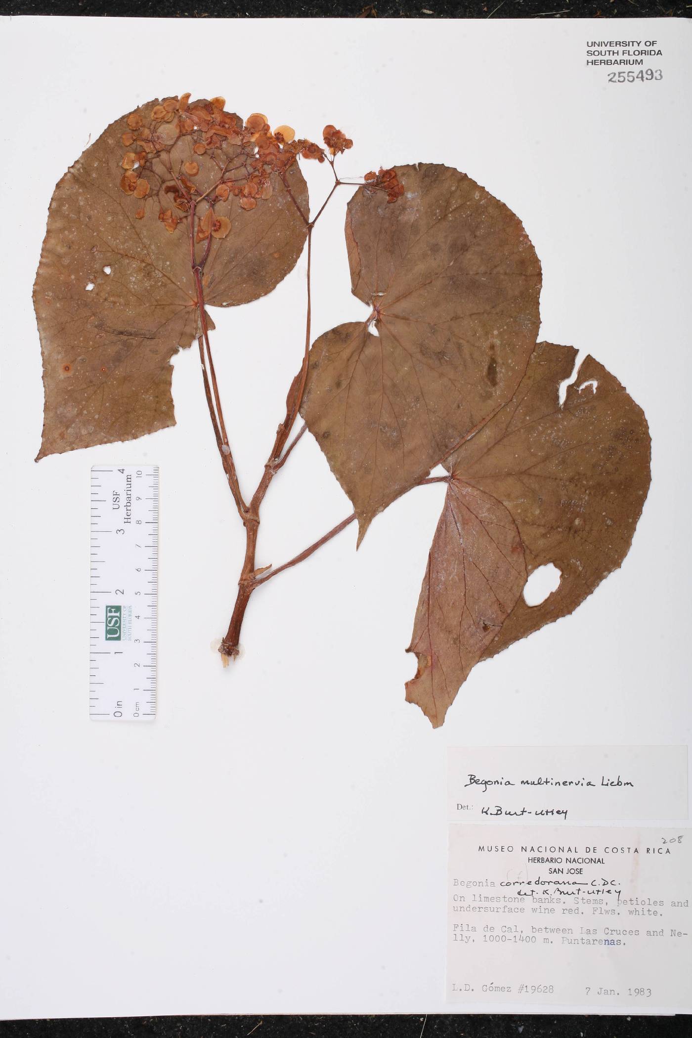 Begonia multinervia image