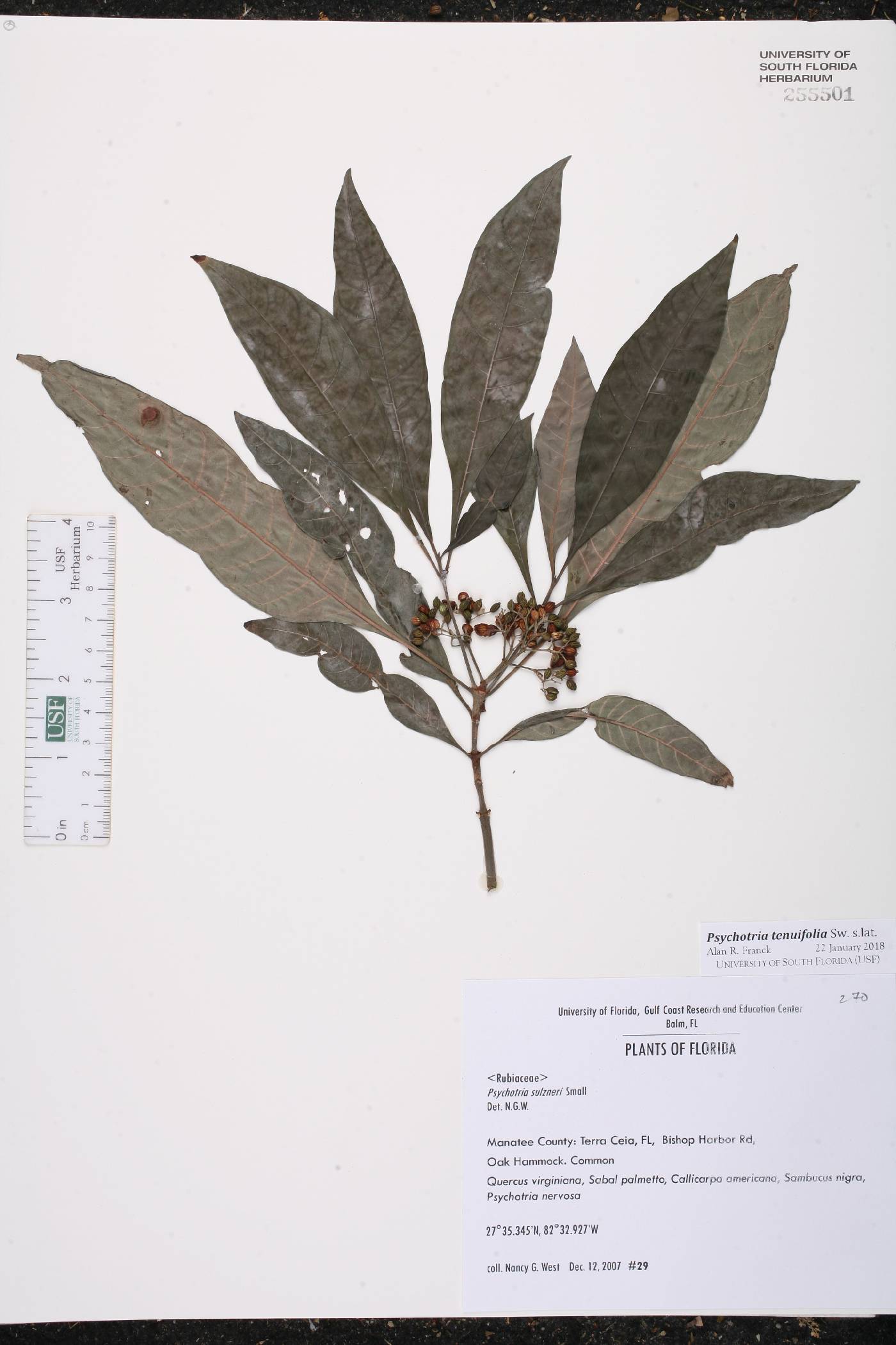 Psychotria tenuifolia image