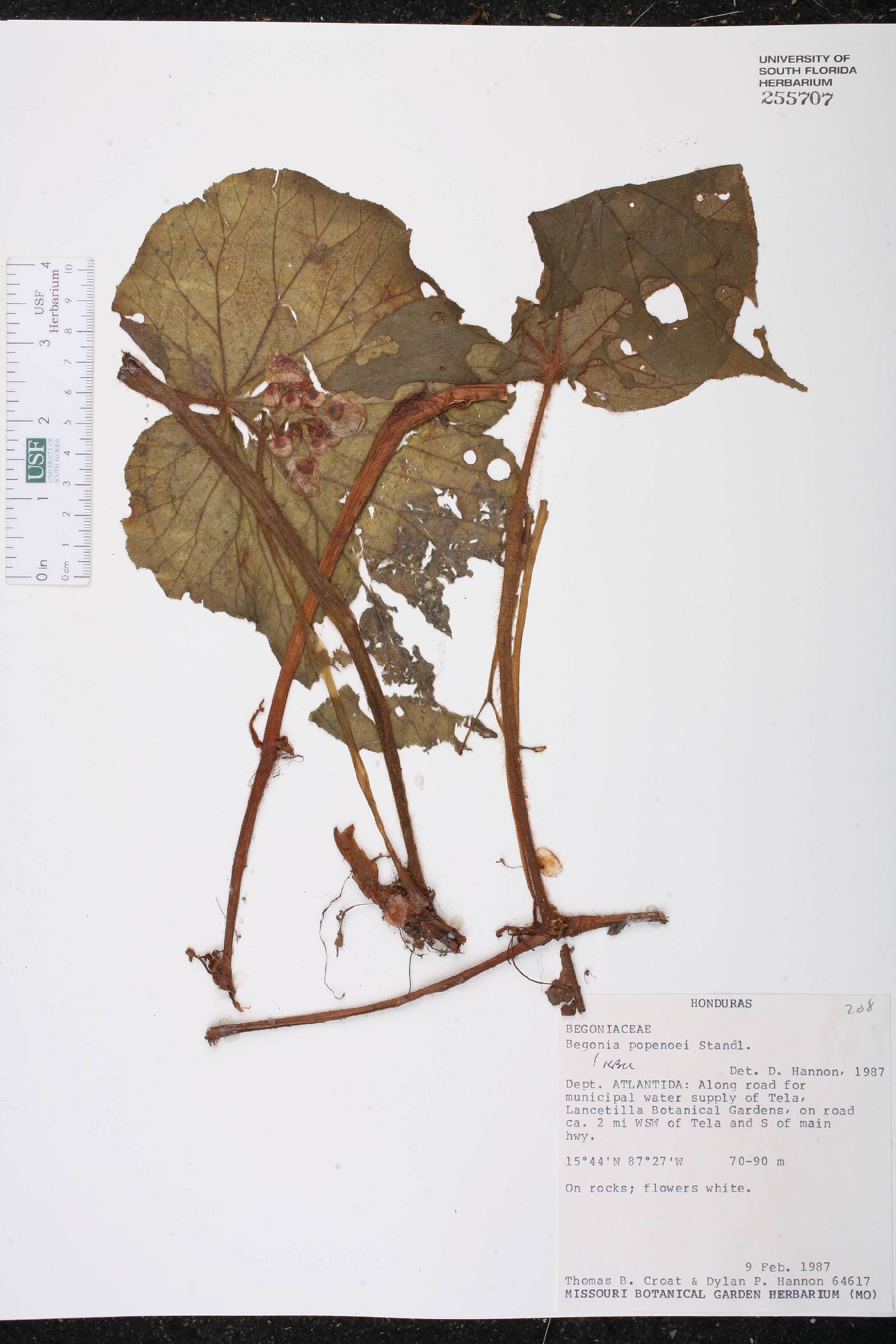 Begonia popenoei image