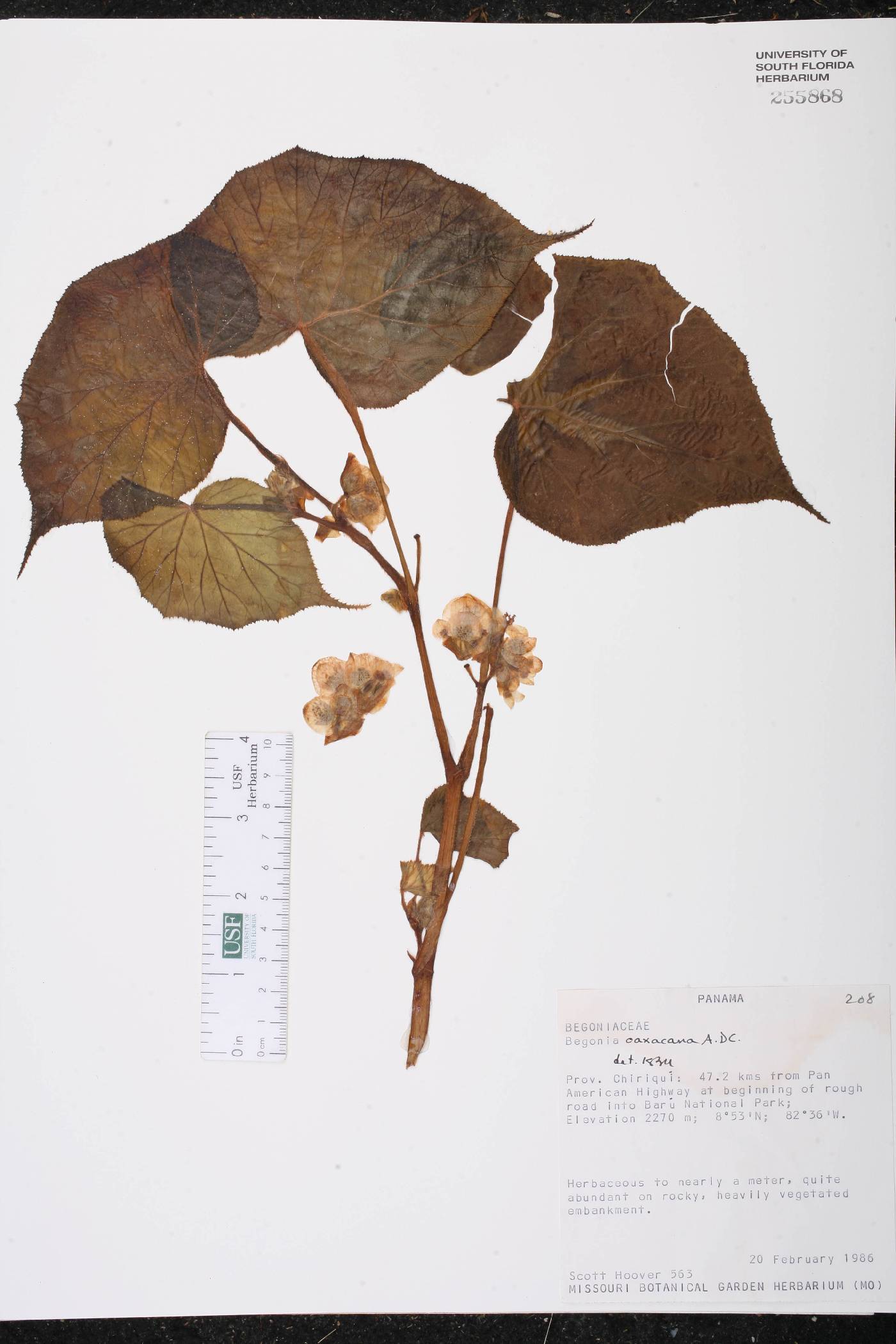 Begonia oaxacana image
