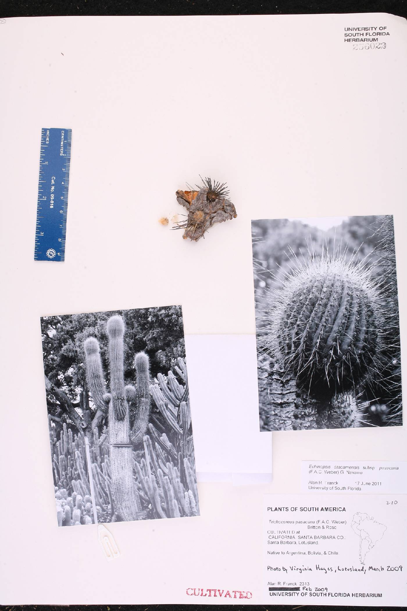 Echinopsis atacamensis subsp. pasacana image