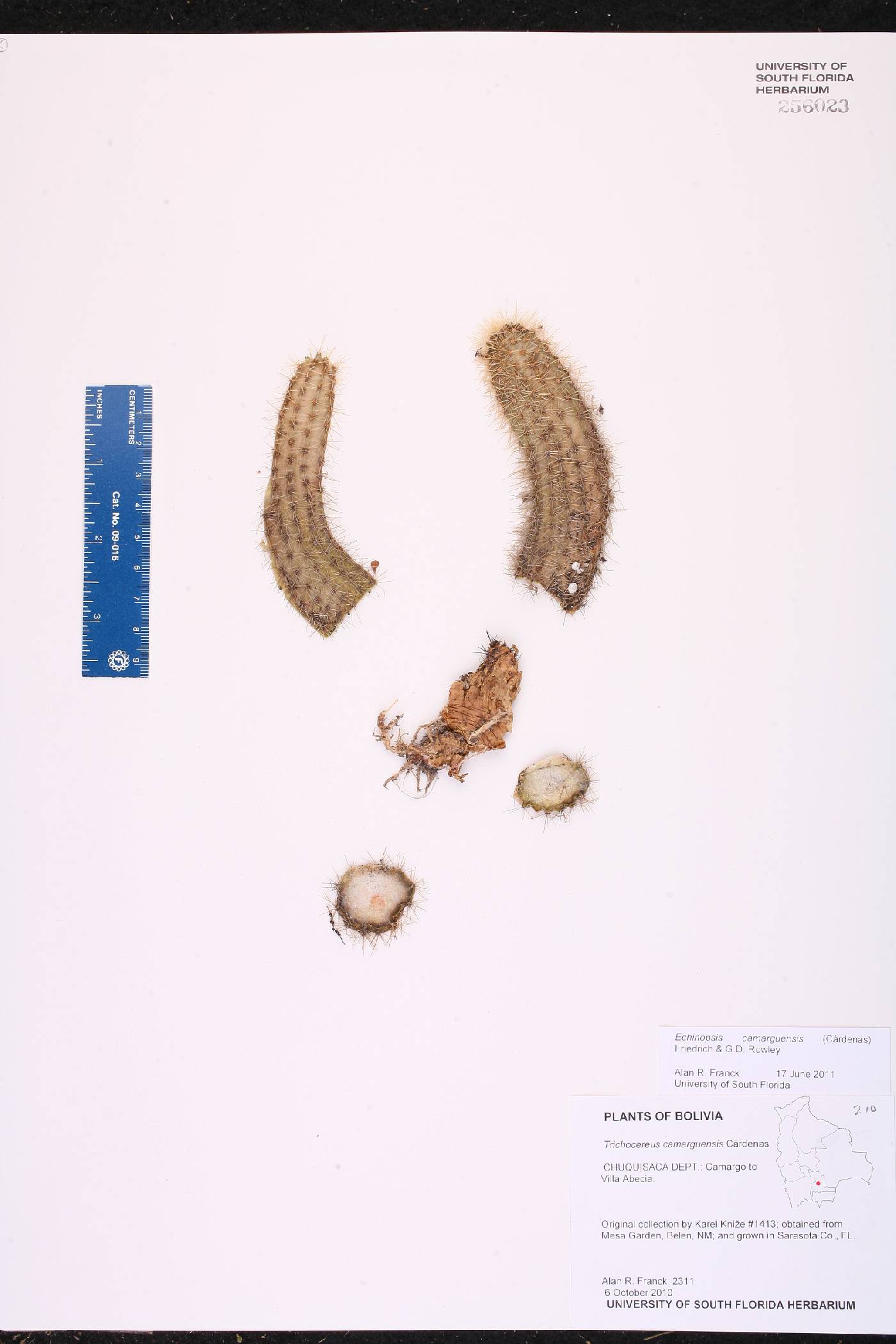 Echinopsis camarguensis image